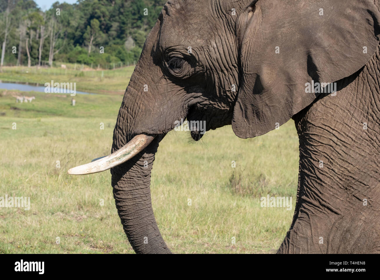 African elephant, photographed at Knysna Elephant Park in the Garden Route, Western Cape, South Africa Stock Photo