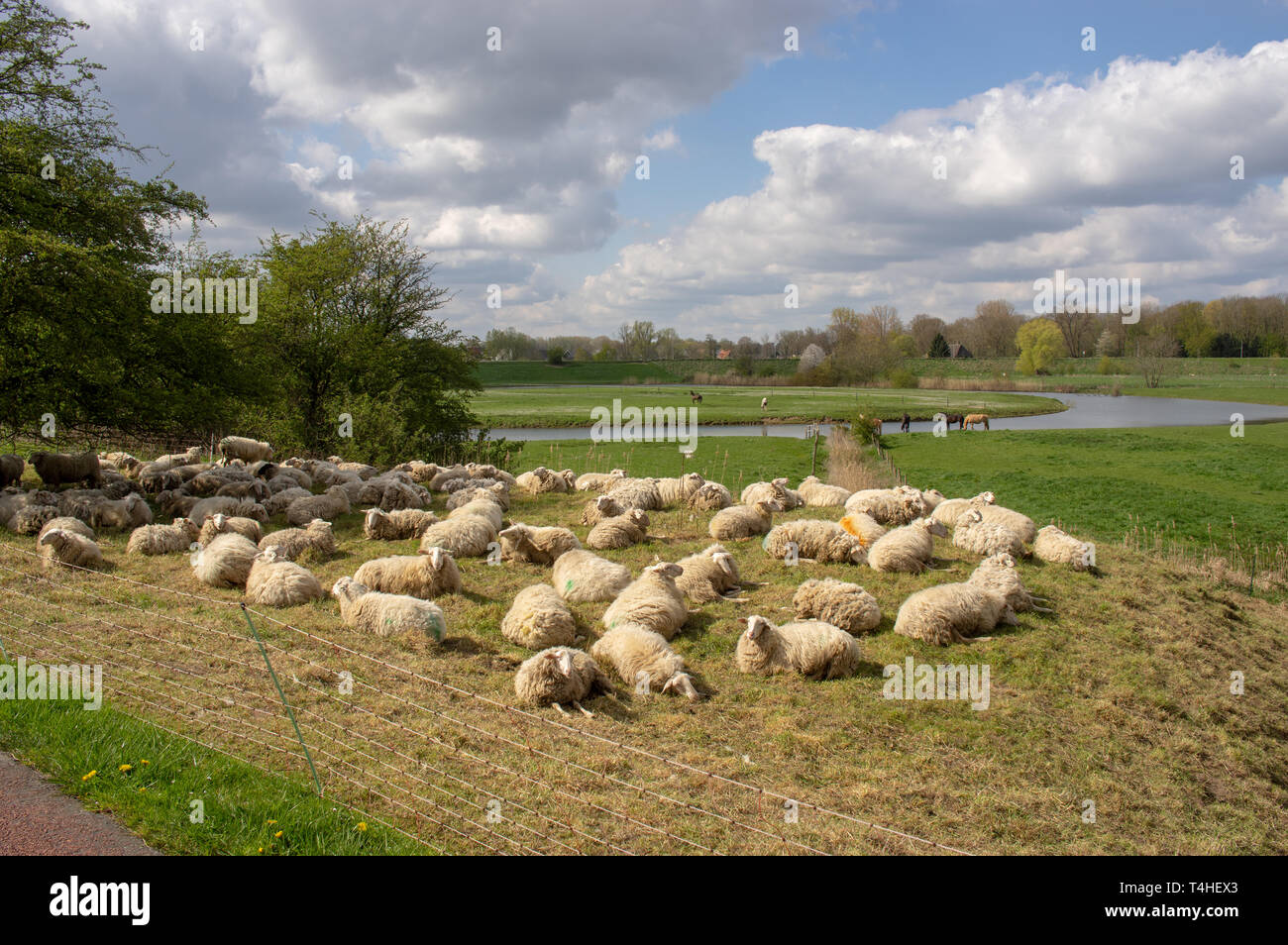 Flock sheeps lying in green in meadow Stock Photo - Alamy