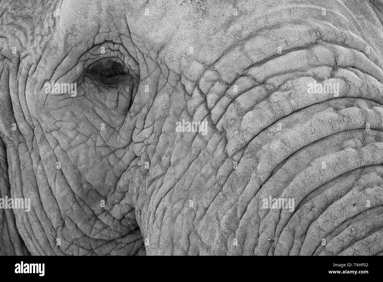 Rescue detail Black and White Stock Photos & Images Alamy