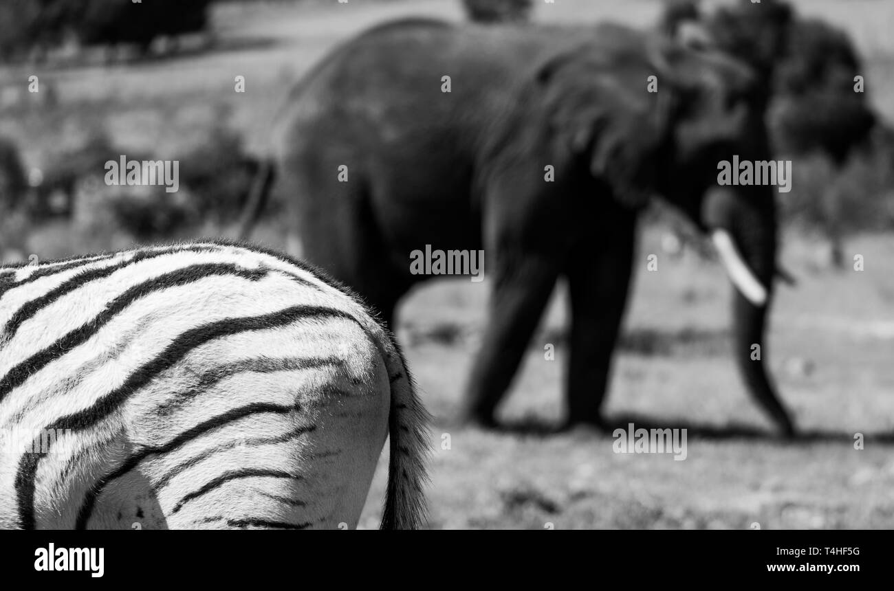 African elephant, photographed at Knysna Elephant Park in the Garden Route, Western Cape, South Africa Stock Photo