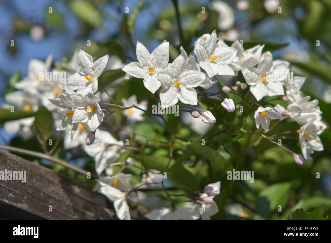 Vine with white flowers growing over a fence Stock Photo Alamy