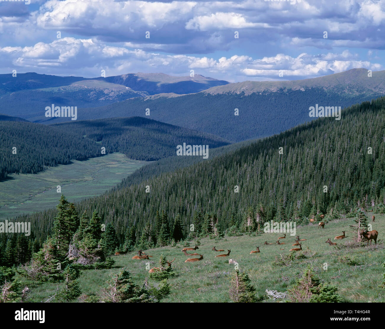 USA, Colorado, Rocky Mountain National Park, Herd of Rocky Mountain Elk in meadow, headwaters of the Colorado River are in the lower distance. Stock Photo