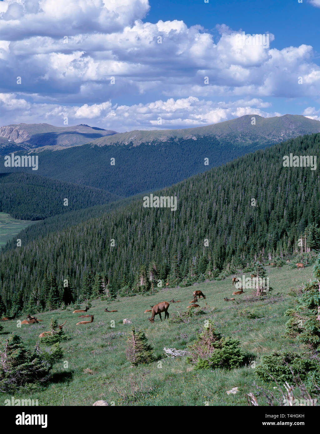 USA, Colorado, Rocky Mountain National Park, Herd of Rocky Mountain Elk in meadow, headwaters of the Colorado River are in the lower distance. Stock Photo