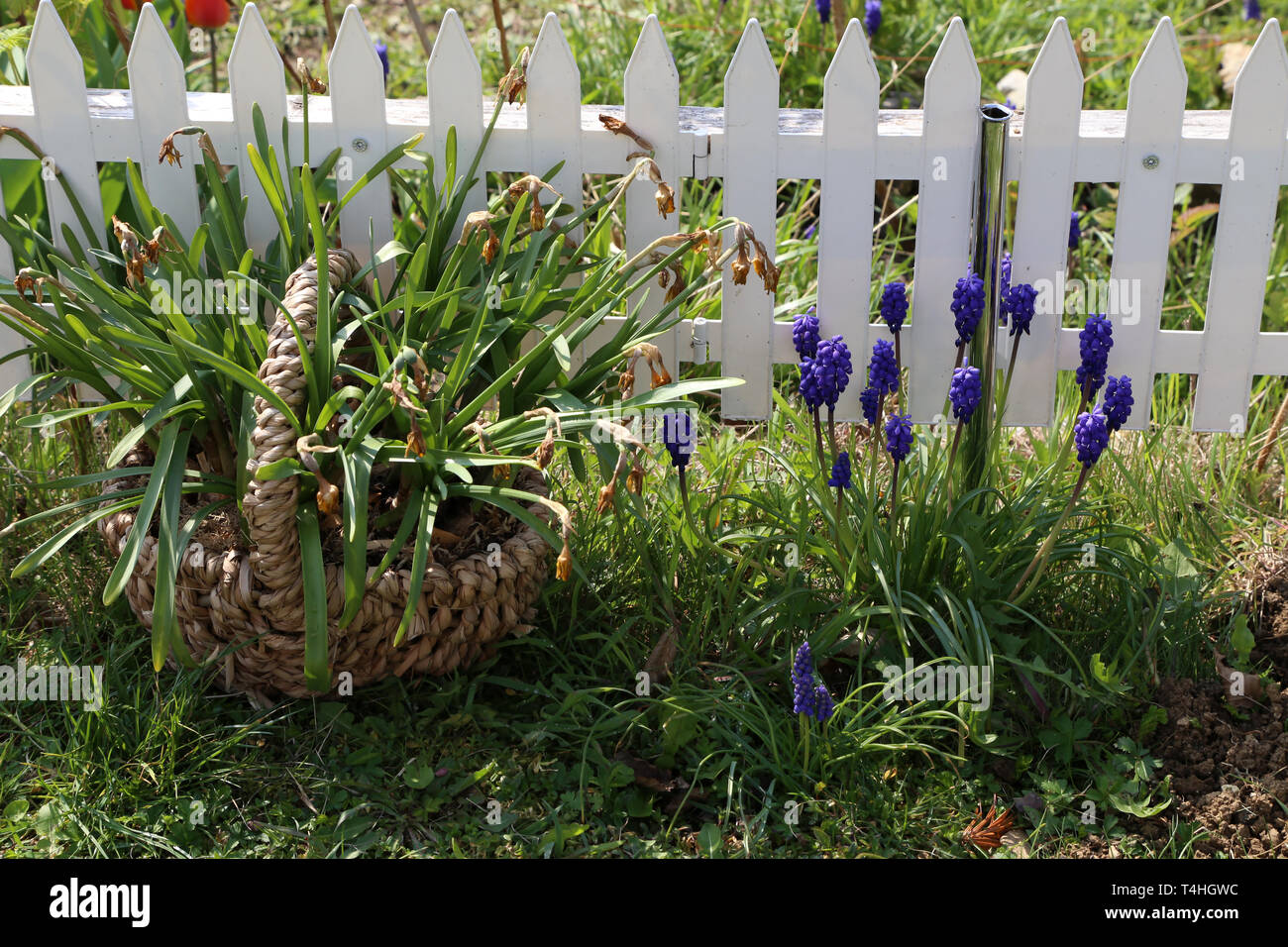 Spring flowers Hyacinths close-up in the garden Stock Photo - Alamy