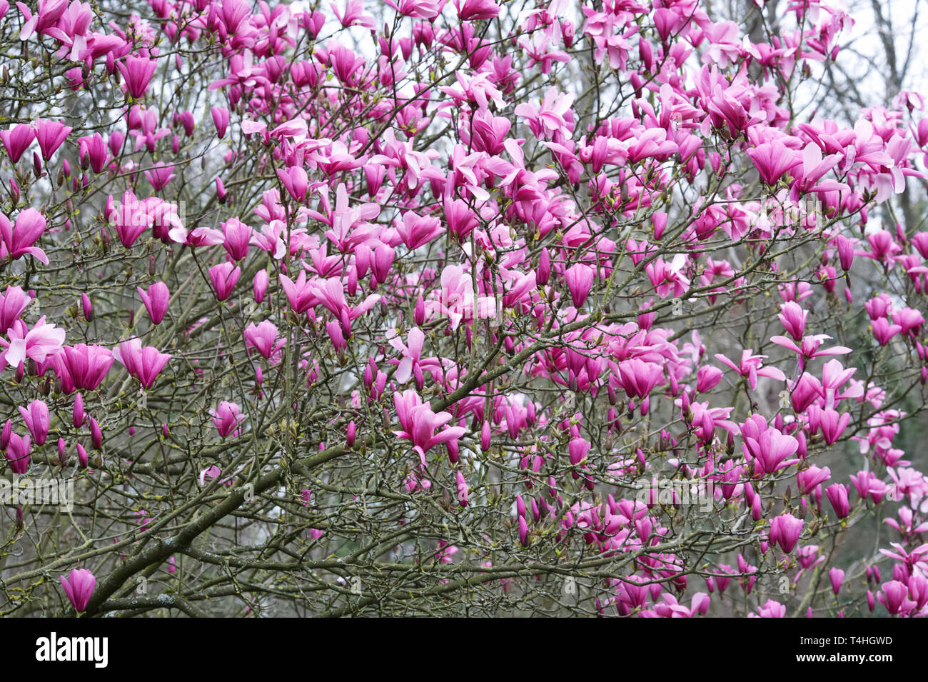 Magnolia blossoms in Spring. Stock Photo