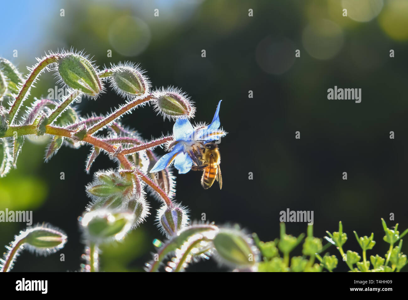 Honey bee collecting nectar from a blue borage flower in the shimmering sun. Stock Photo