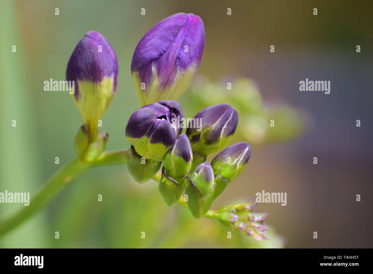 Closeup of purple Freesia with unopened flower buds. Stock Photo