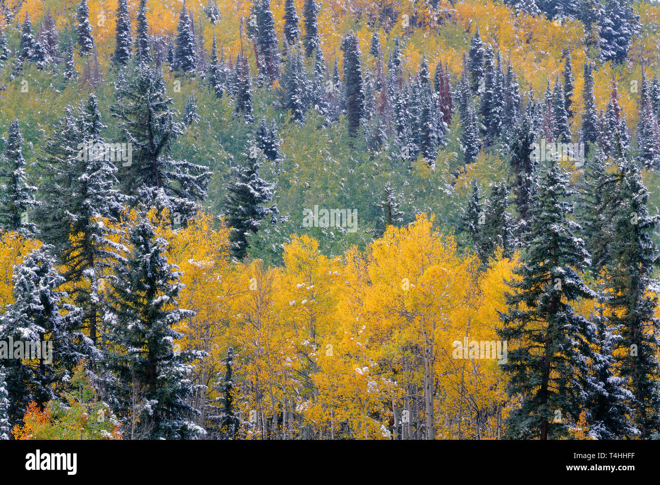 USA, Colorado, Uncompahgre National Forest, Snowfall on fall colored aspen and spruce in the Sneffels Range. Stock Photo