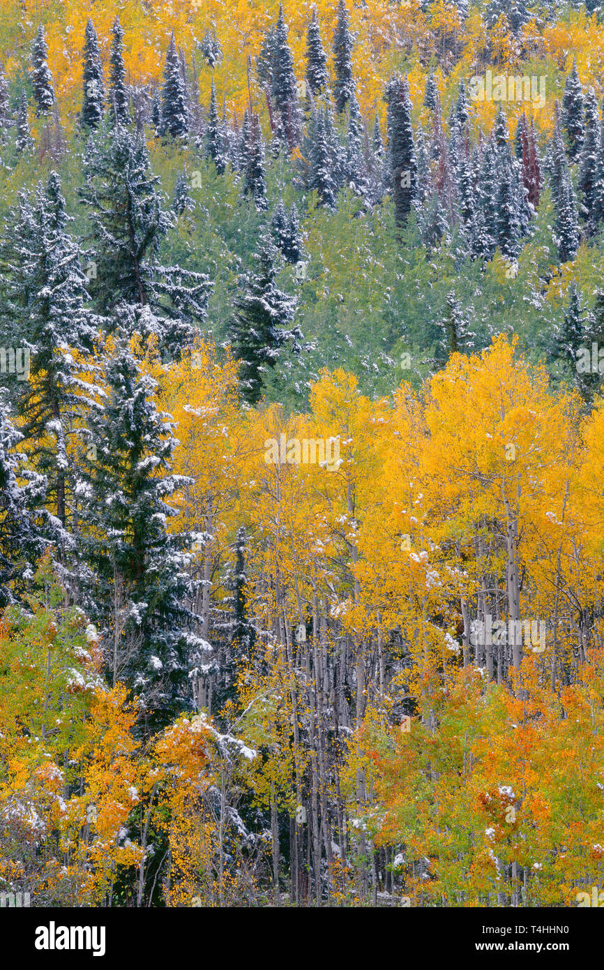 USA, Colorado, Uncompahgre National Forest, Snowfall on fall colored aspen and spruce in the Sneffels Range. Stock Photo