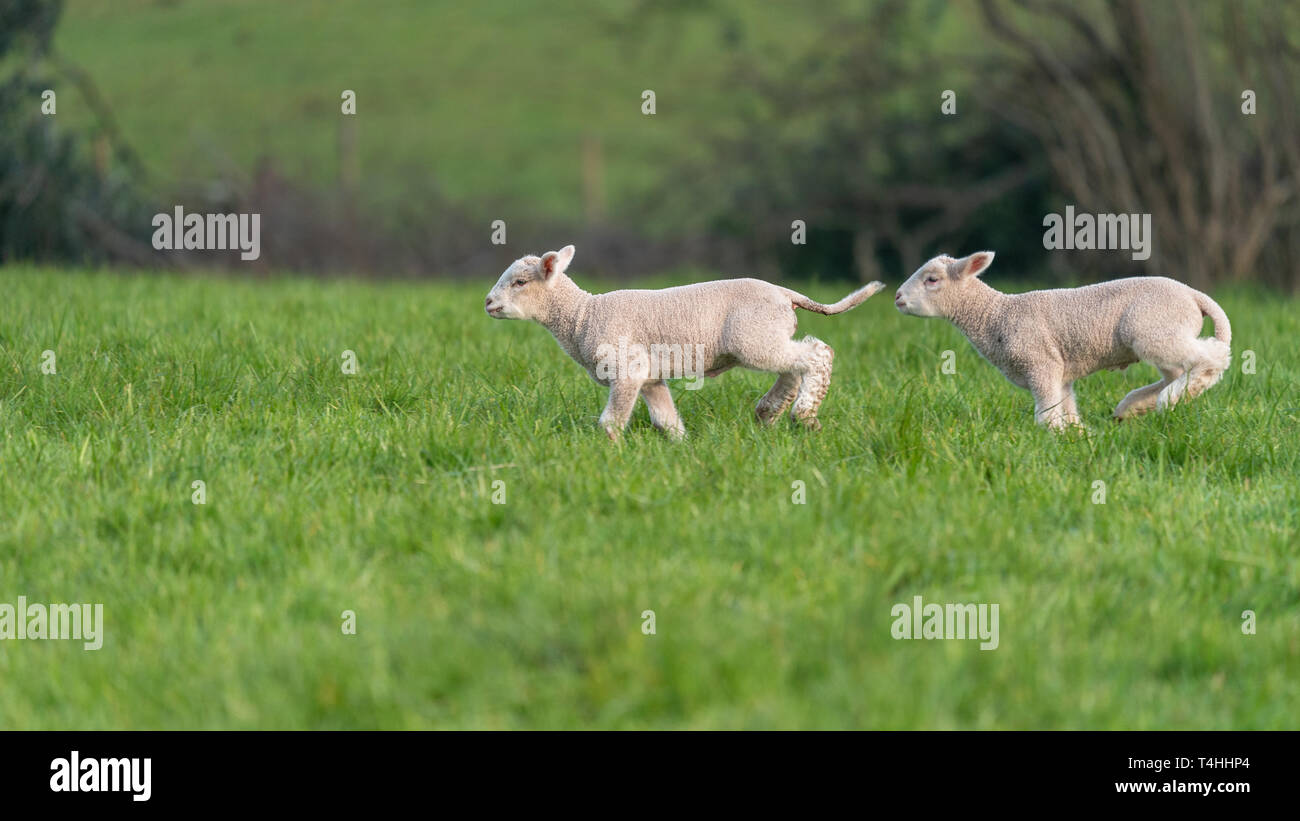 Lambs playing in field of green grass in Spring Stock Photo - Alamy