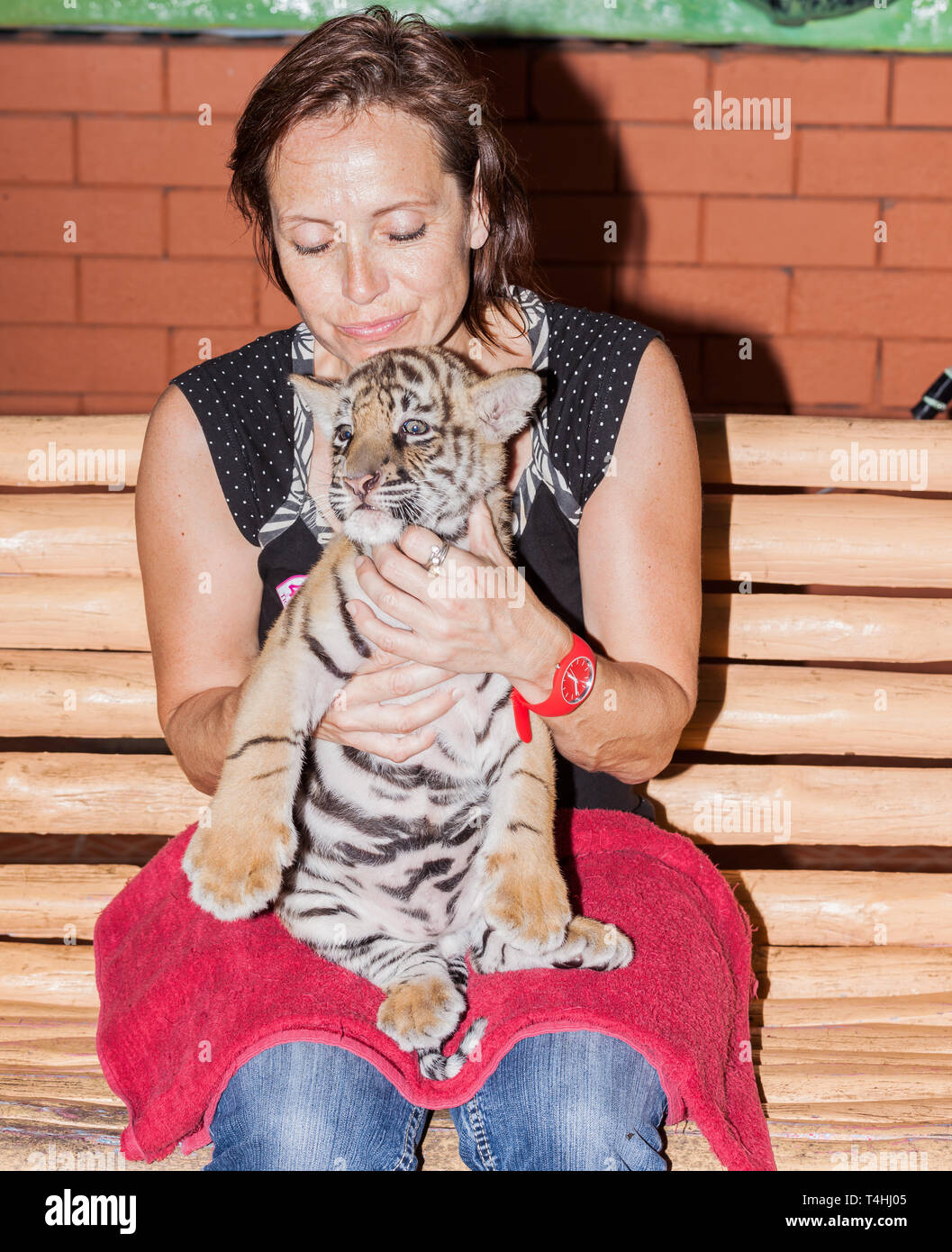 A woman with a tiger cub on her lap Stock Photo Alamy
