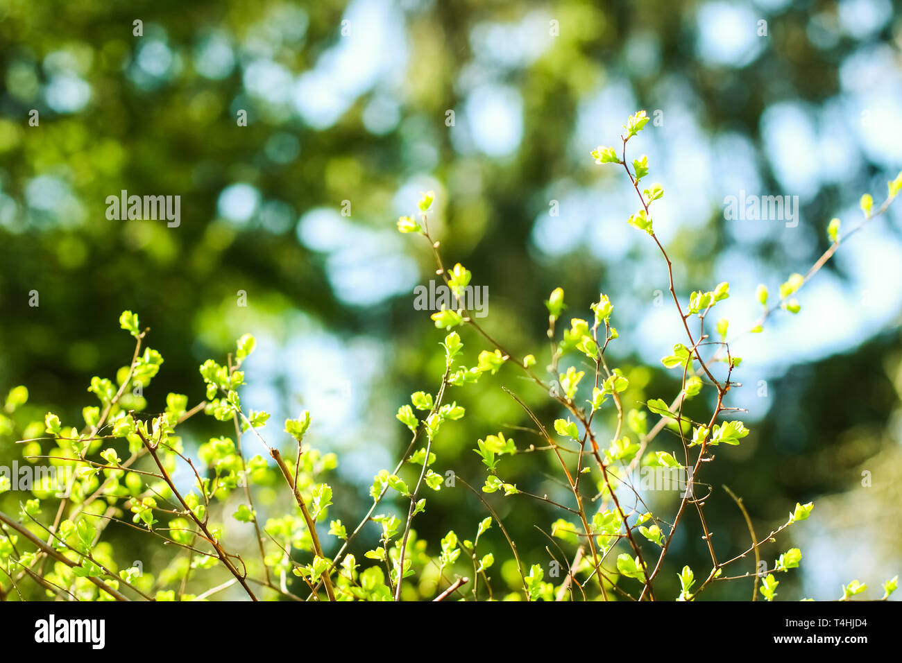 Natural environment, botanical textures and bioenergy concept - Green ...