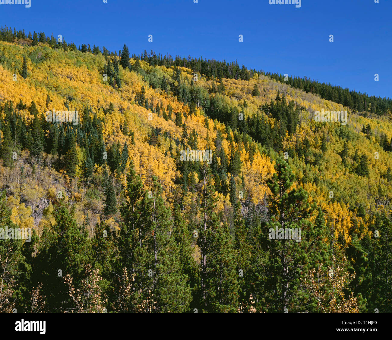 USA, Colorado, Rocky Mountain National Park, Fall colored aspen mix with conifers near Hidden Valley. Stock Photo