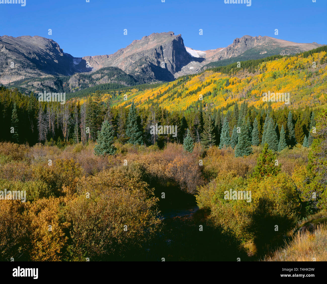 USA, Colorado, Rocky Mountain National Park, Otis Peak (left), Hallett Peak (center) and Flattop Mountain (right) above autumn aspen and conifers. Stock Photo