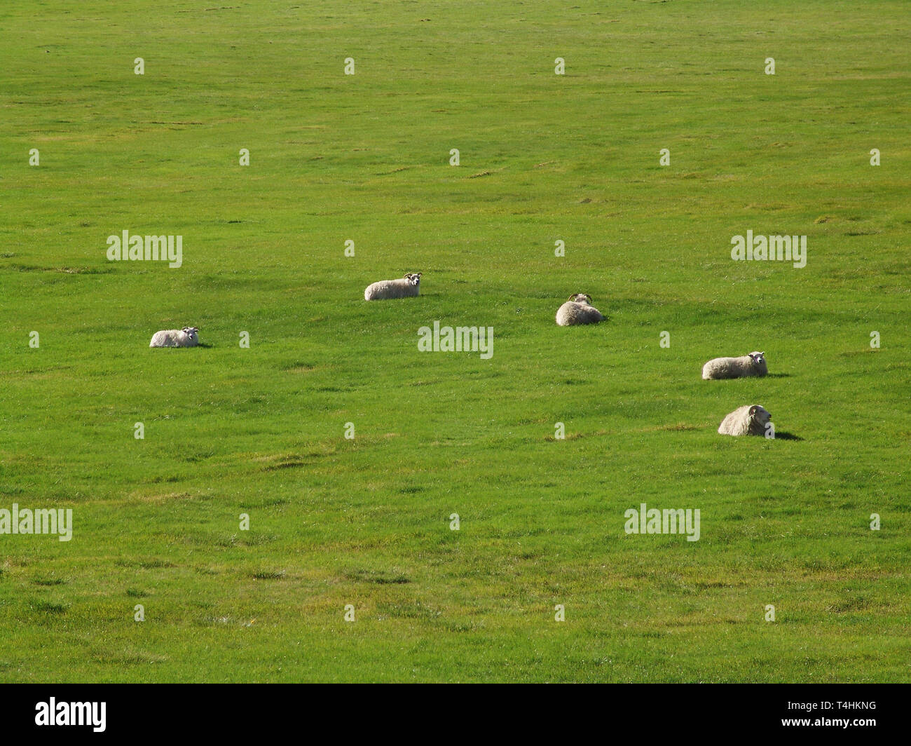 five Icelandic sheep in a semicircle Stock Photo