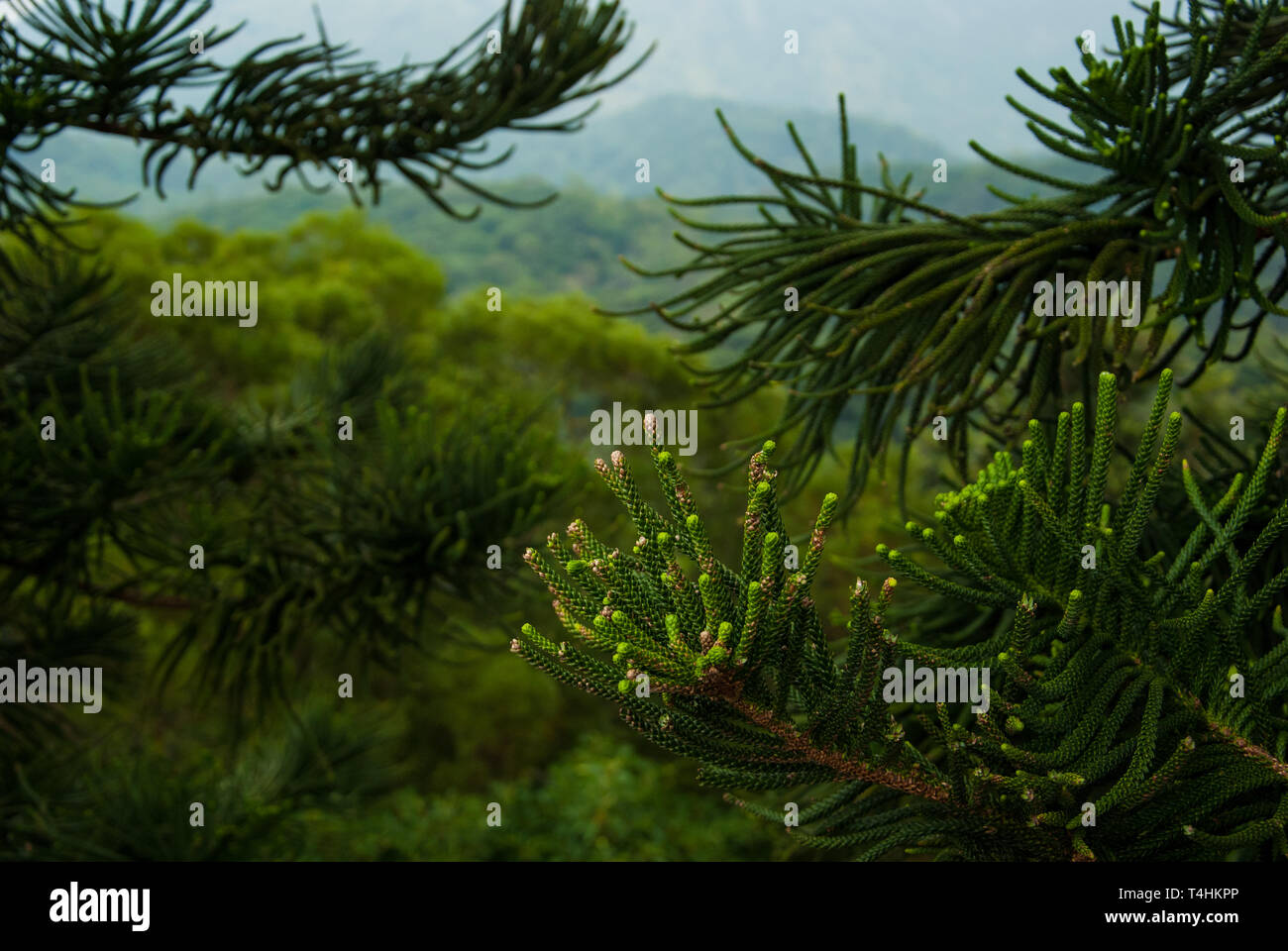 Branch of Asian pine. Oriental forest background Stock Photo