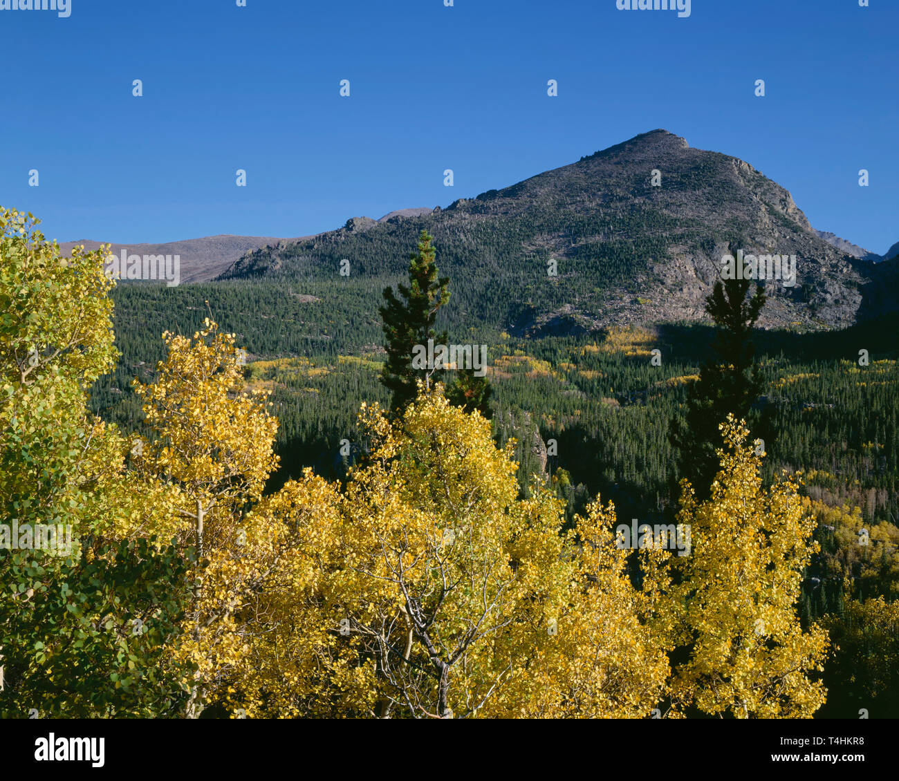 USA, Colorado, Rocky Mountain National Park, Fall-colored quaking aspen mix with conifers beneath Half Mountain. Stock Photo