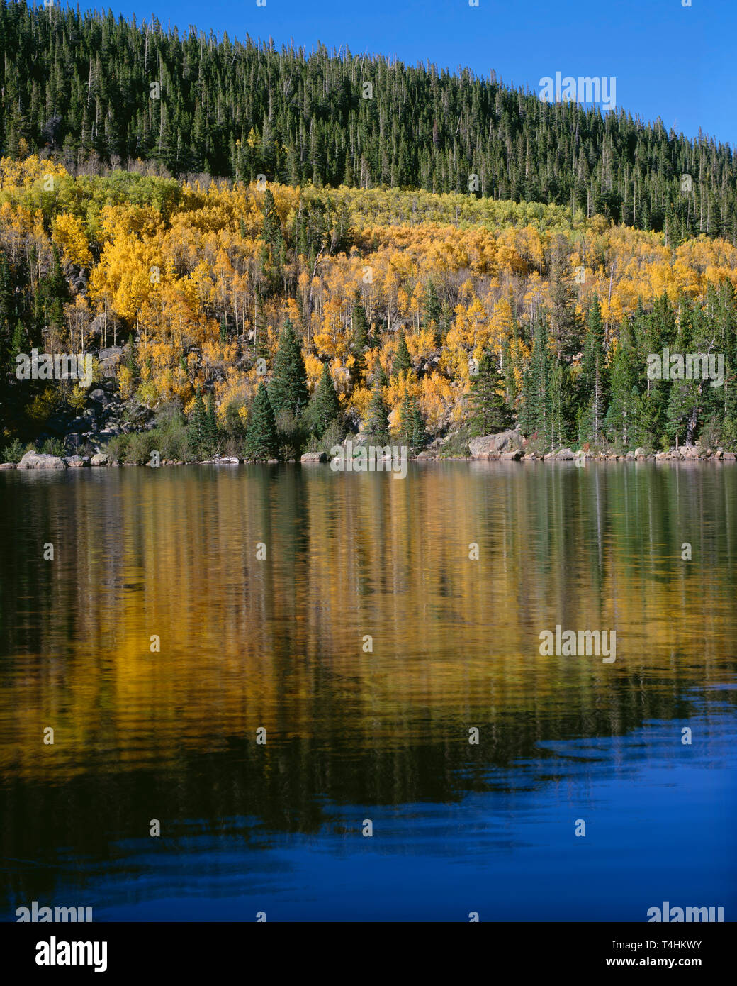 USA, Colorado, Rocky Mountain National Park, Fall colored quaking aspen and conifers reflect in Bear Lake. Stock Photo