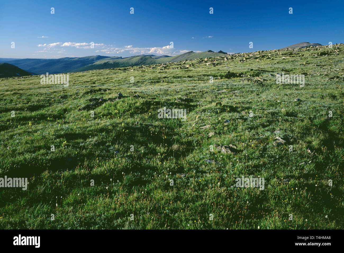 USA, Colorado, Rocky Mountain National Park, Alpine tundra and distant peaks, view north from the Tundra Trail. Stock Photo