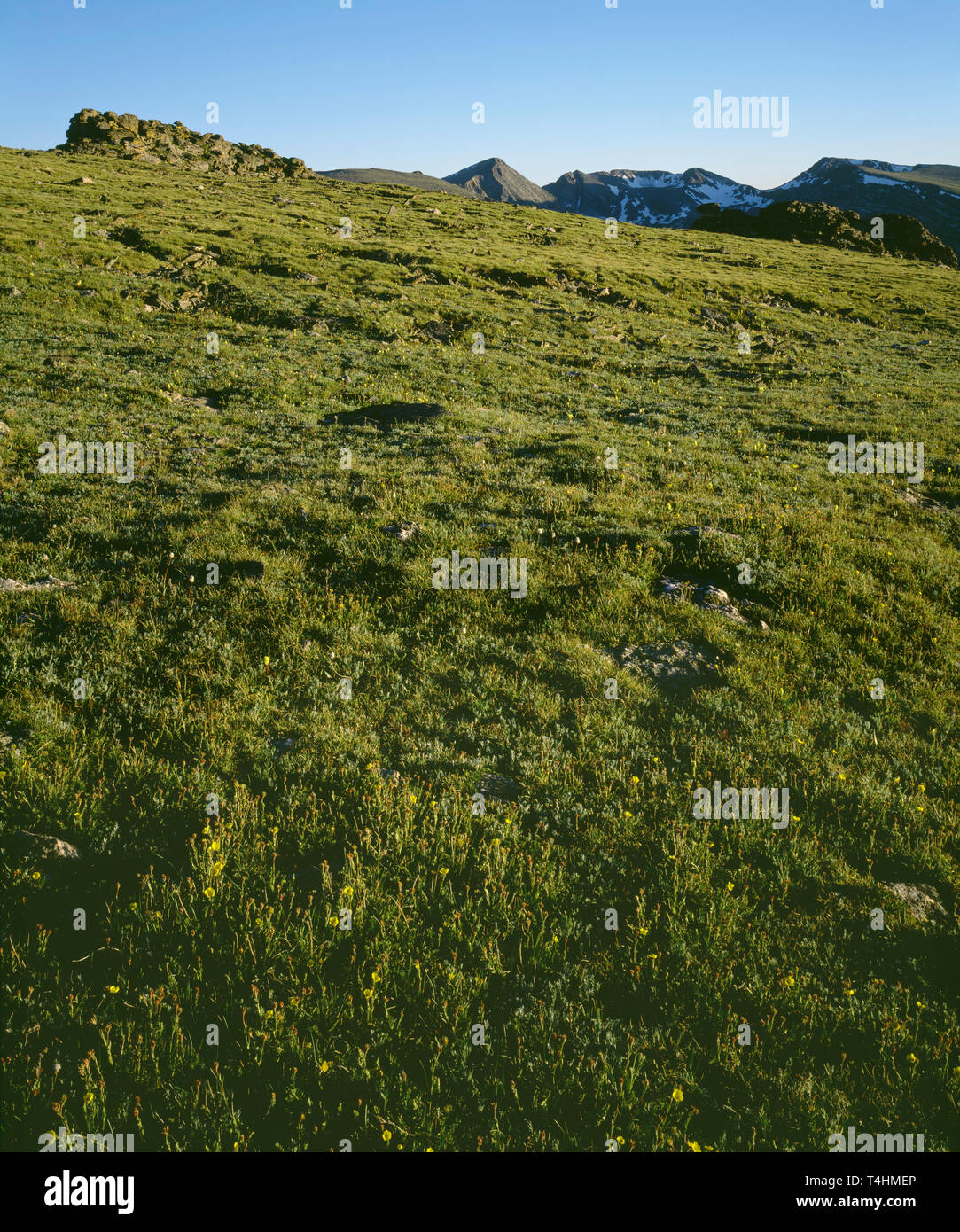 USA, Colorado, Rocky Mountain National Park, Alpine tundra and distant peaks, view south from the Tundra Trail. Stock Photo