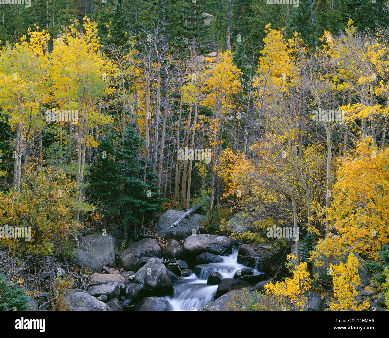 USA, Colorado, Rocky Mountain National Park, Fall-colored quaking aspen and Glacier Creek. Stock Photo