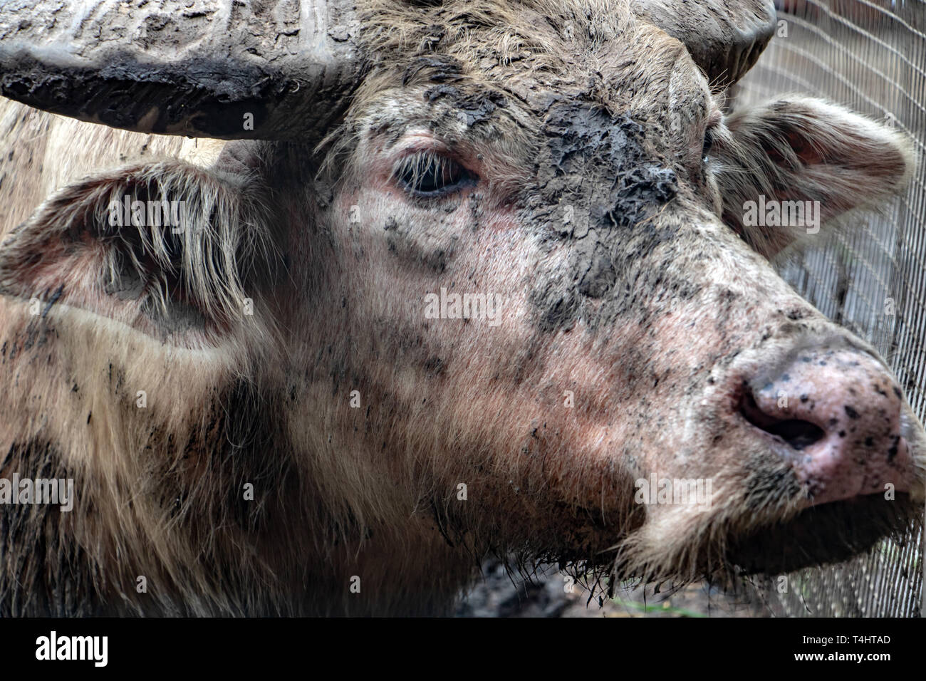 The portrait of dirty cow, Thailand Stock Photo