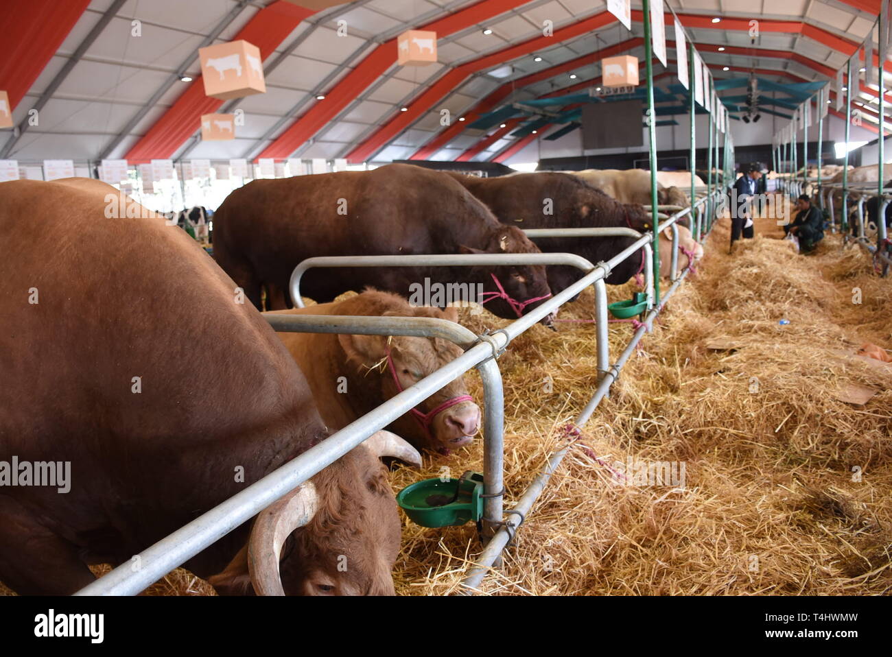 Meknes, Morocco. 16th Apr, 2019. Farm animals are seen during the International Agriculture Fair in Meknes, Morocco, on April 16, 2019. Morocco's annual International Agriculture Fair kicked off on Tuesday in the northern city of Meknes. Credit: Chadi/Xinhua/Alamy Live News Stock Photo