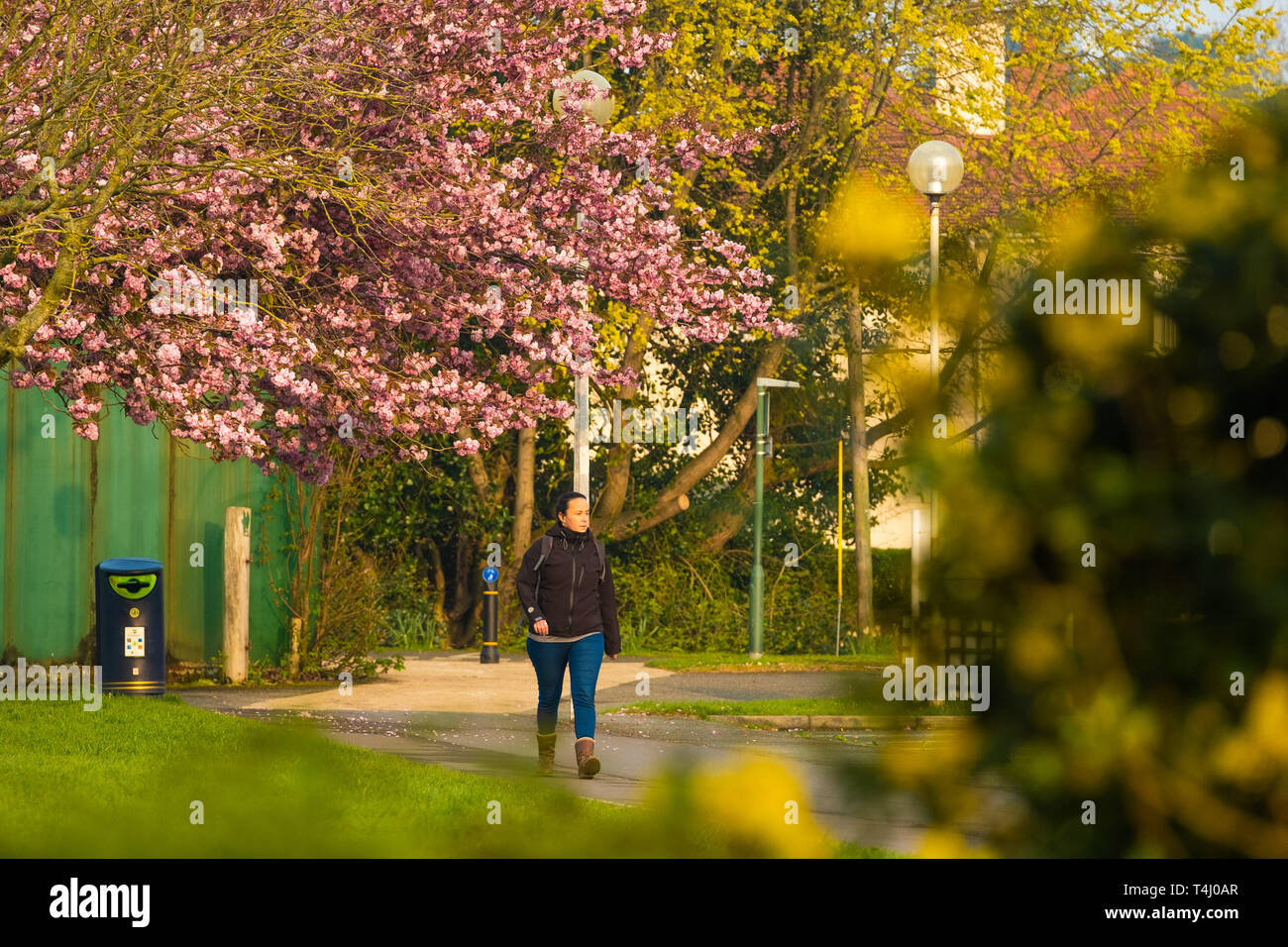 Aberystwyth Wales UK, Wednesday 17 April 2019. UK Weather: People walking past the flowering pinkcherry blossoms in the park on a warm and sunny spring morning in Aberystwyth Wales, as the weather is headed on an improving track as the country looks forward to the Easter Bank Holiday weekend photo Credit: Keith Morris/Alamy Live News Stock Photo