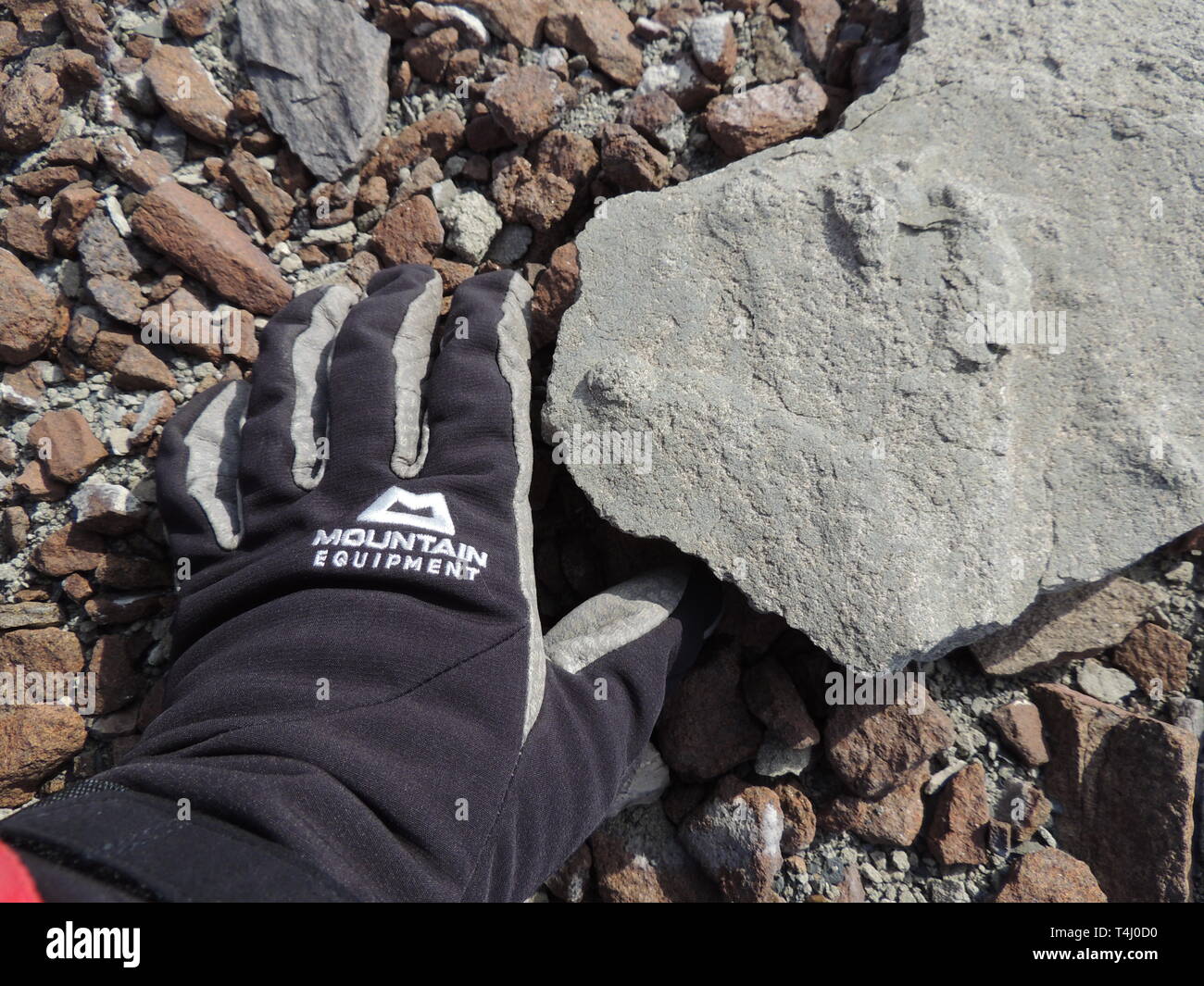 Antarctica. 10th Jan, 2016. A researcher reaches for a petrified dinosaur footprint about 200 million years old. According to the Federal Institute for Geosciences and Natural Resources (BGR), it is about the size of a hand of an animal from the archosaur group. (to dpa '200 million year old dinosaur footprint discovered in Antarctica') Credit: --/Bundesanstalt für Geowissenschaften und Rohstoffe/dpa - ATTENTION: Only for editorial use in connection with the current reporting and only with complete mention of the above credit/dpa/Alamy Live News Stock Photo