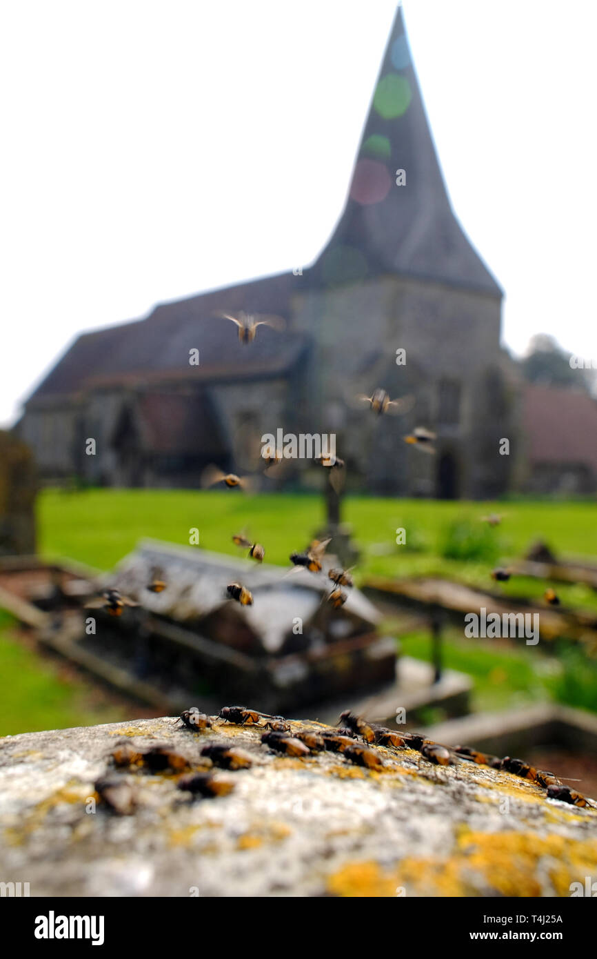 Barcombe, East Sussex, UK. 17th April 2019. A swarm of flies plagues Barcombe churchyard, East Sussex on the first warm day after the recent arctic blast. The recently hatched insects land on anything in their path as they search for food. © Peter Cripps/Alamy Live News Stock Photo