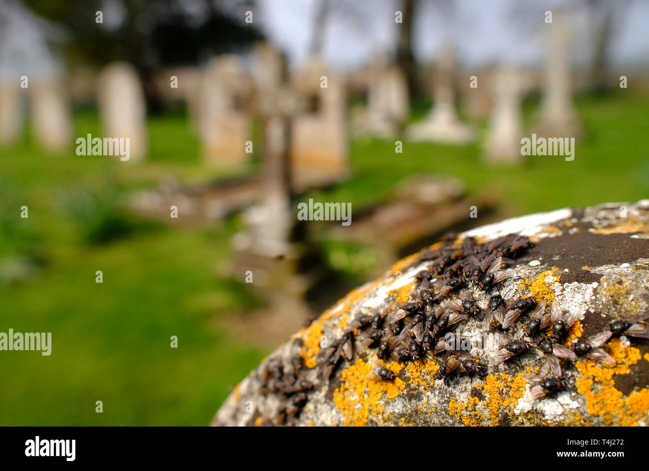 Barcombe, East Sussex, UK. 17th April 2019. A swarm of flies plagues Barcombe churchyard, East Sussex on the first warm day after the recent arctic blast. The recently hatched insects land on anything in their path as they search for food. © Peter Cripps/Alamy Live News Stock Photo