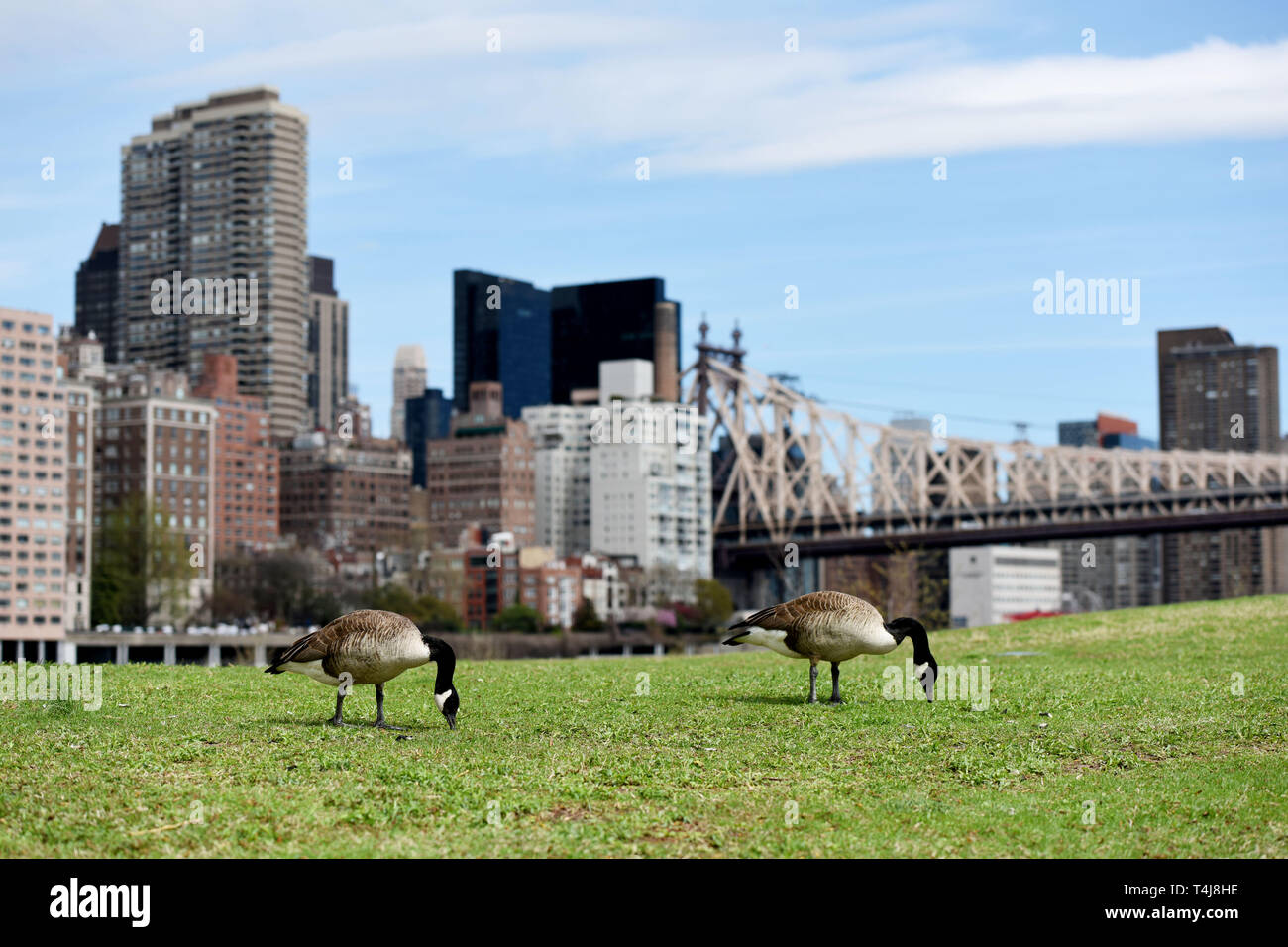 New York, USA. 17th Apr, 2019. Canada Geese forage on the lawn in Roosevelt  Island, New York, the United States, on April 17, 2019. With climbing  temperatures and blooming flowers, people enjoy
