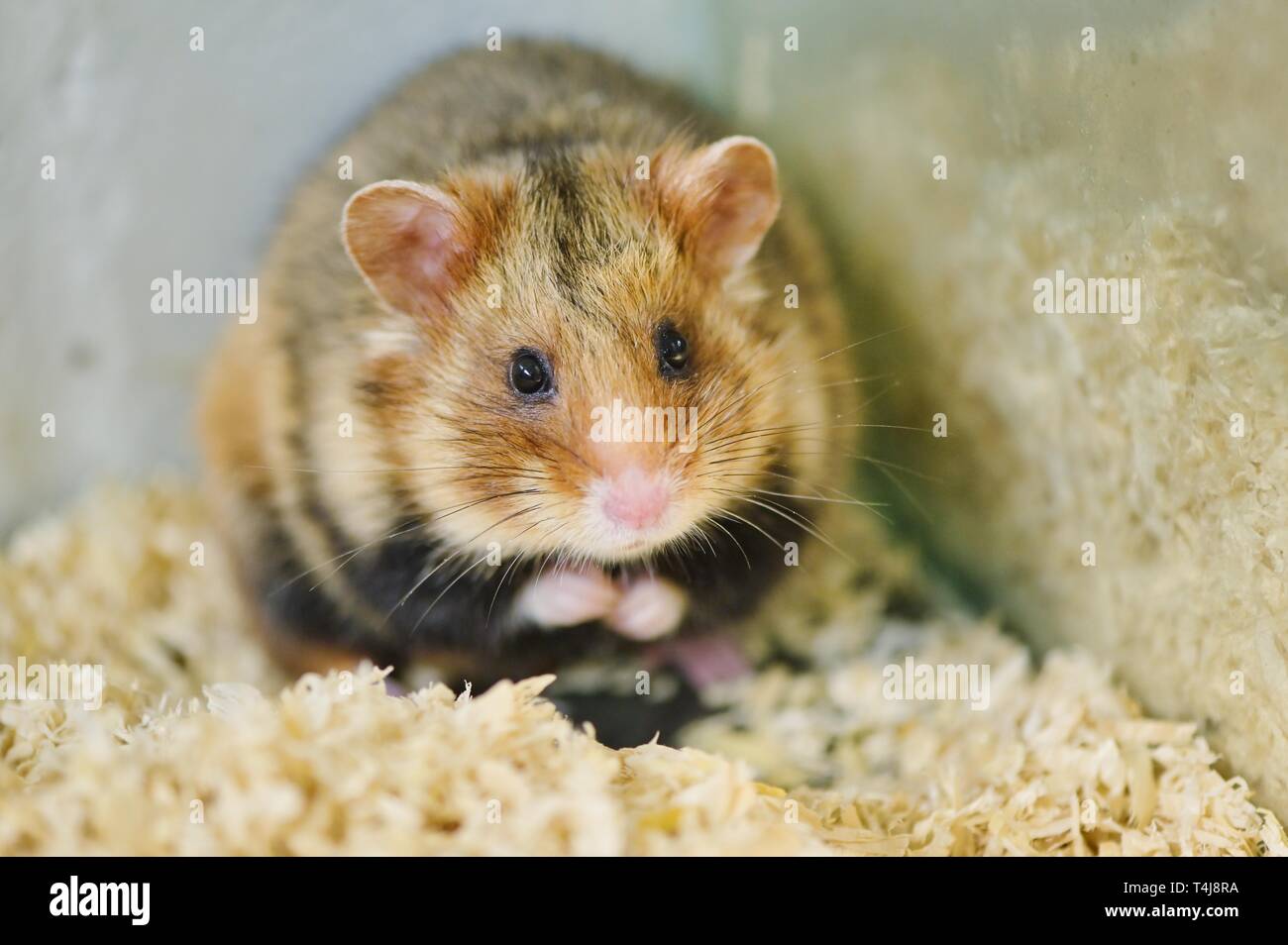 View of Golden Hamster Breeding