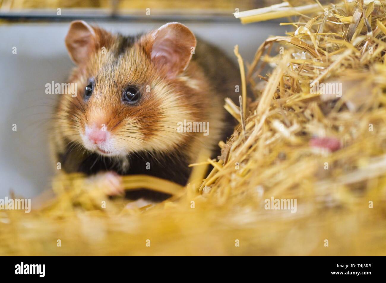Photo inspiration: Heidelberg Germany 15Th Apr 2019 A Field Hamster Is In Photo Inspiration