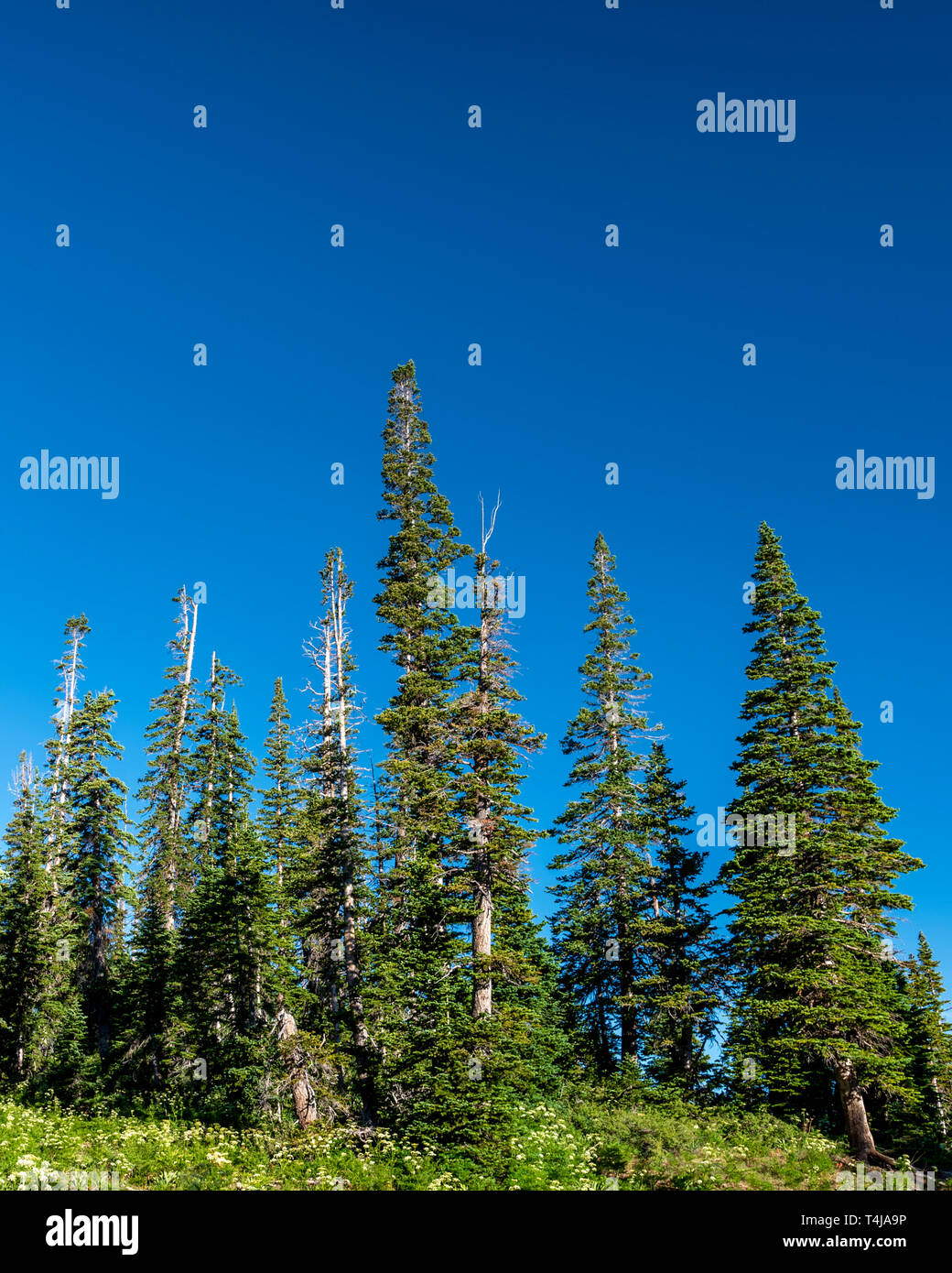 Peaceful forest scene tall trees hi-res stock photography and images ...