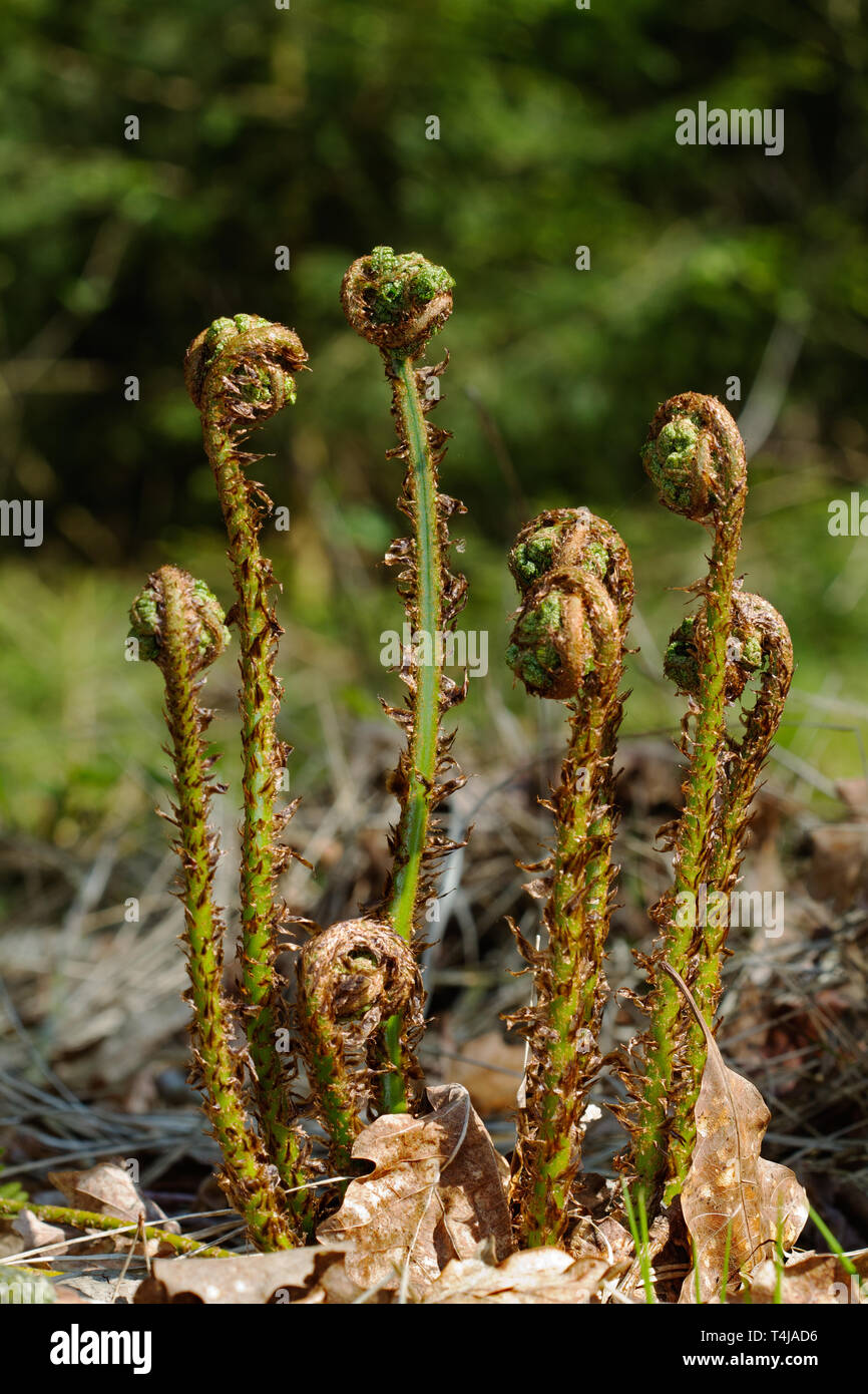 Unfolding leaves of Broad buckler fern in spring Stock Photo