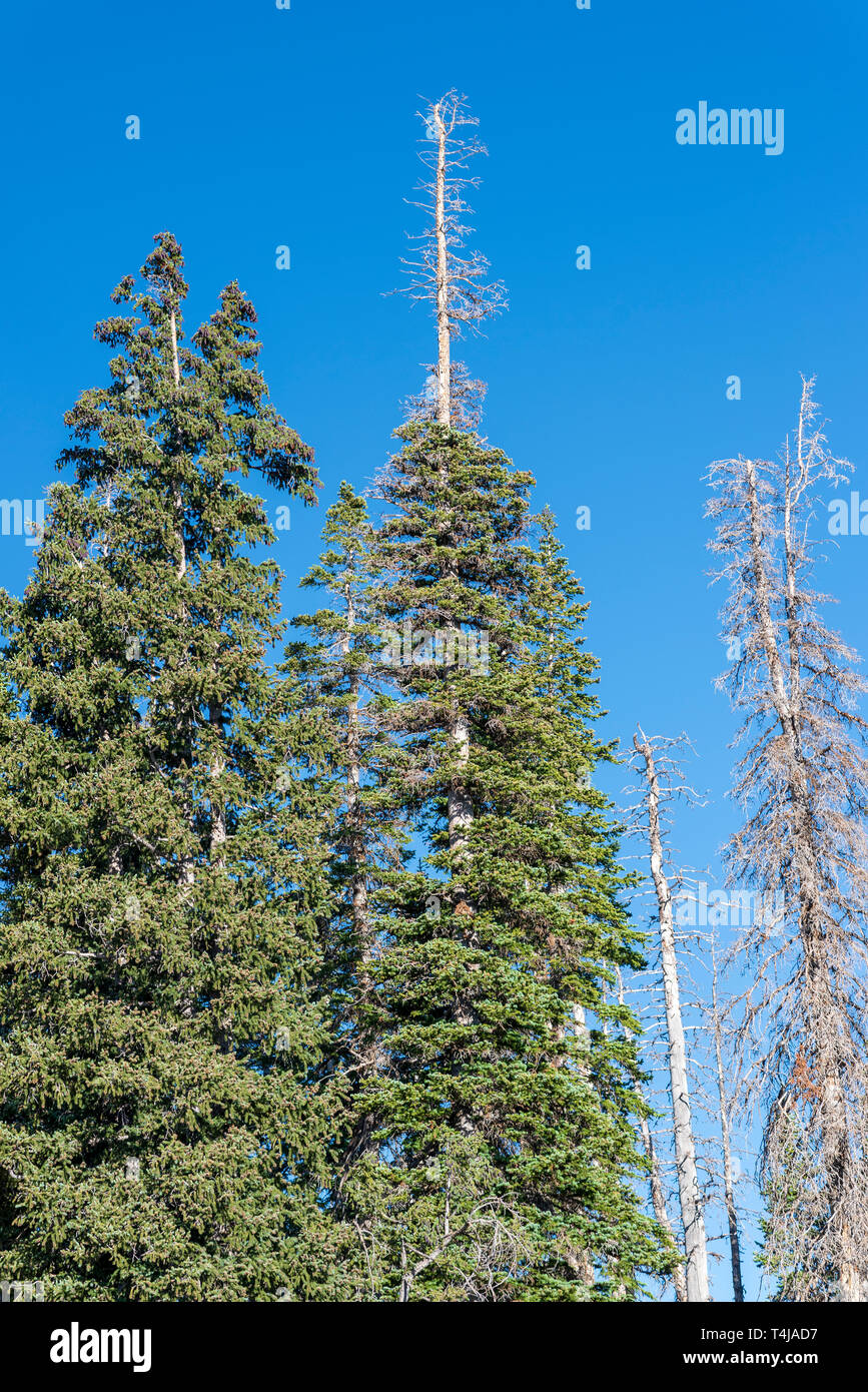 Dying trees hires stock photography and images Alamy
