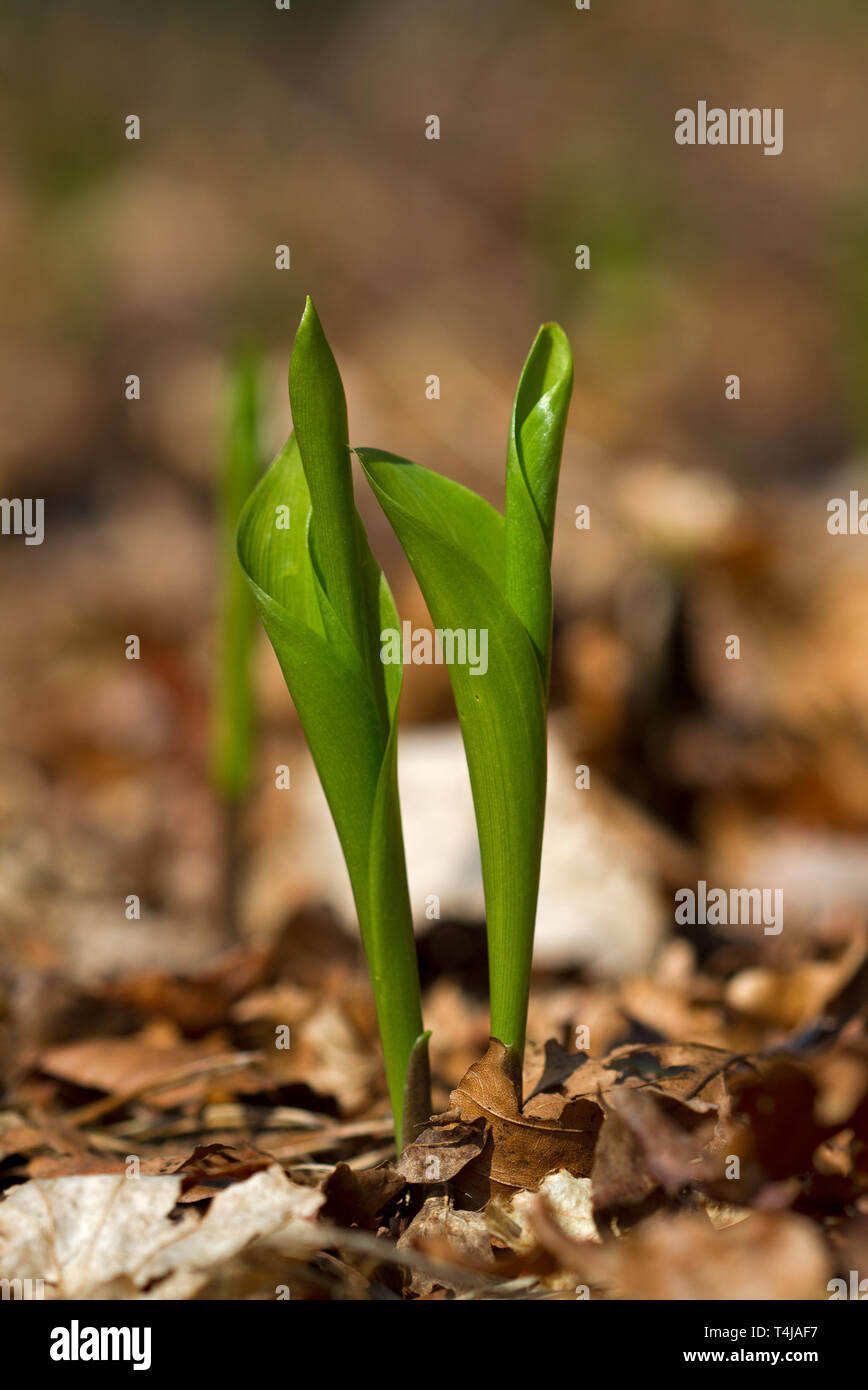 Two leafy shoots of Lily of the valley between fallen leaves Stock Photo