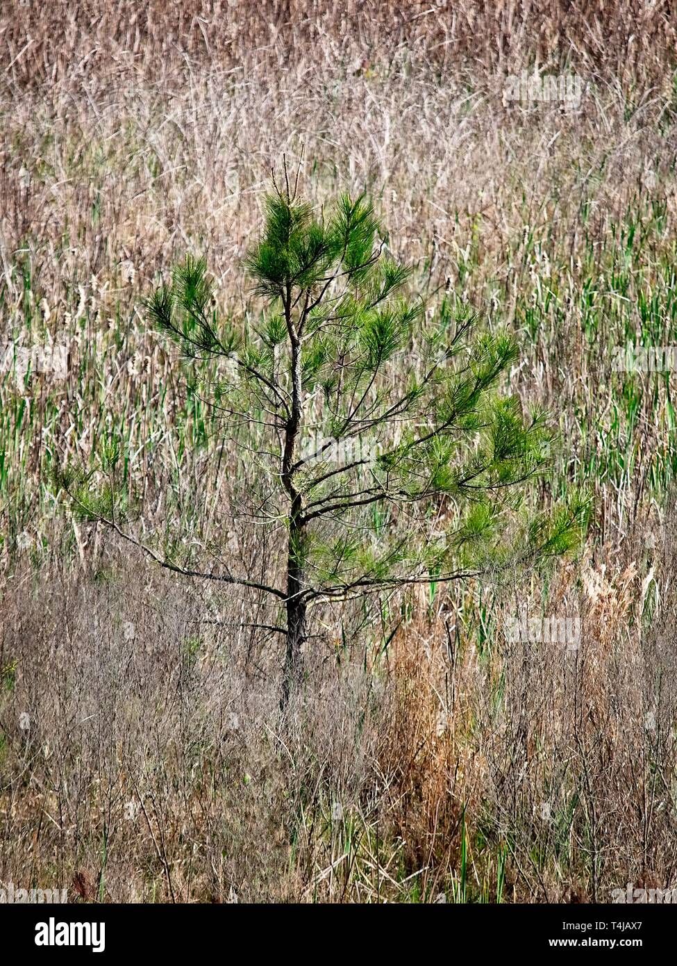 Pine trees texas hires stock photography and images Alamy