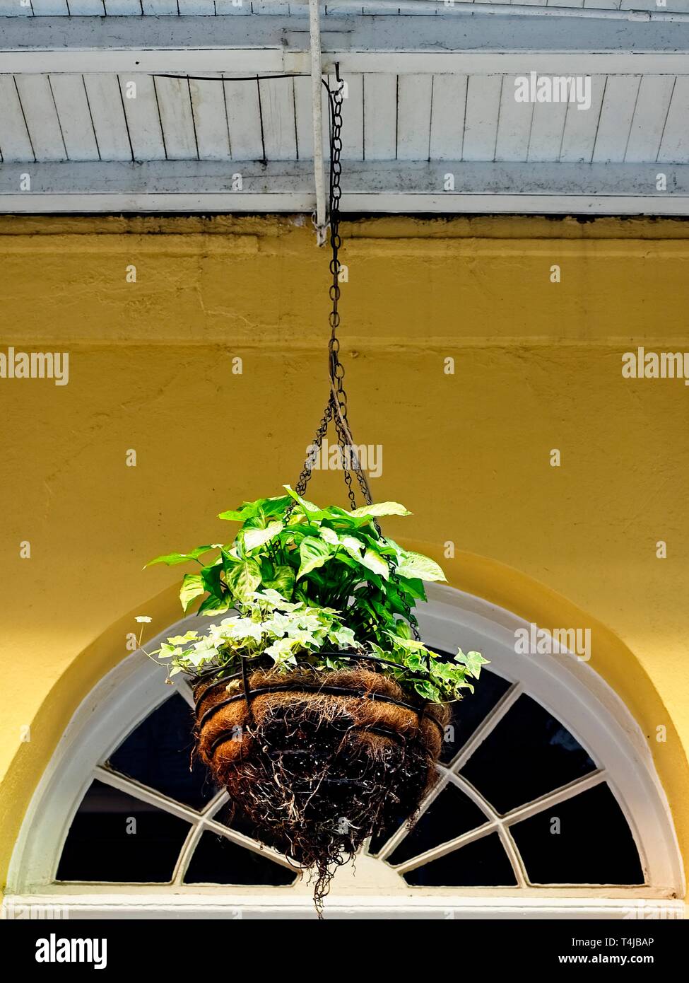 New Orleans LA USA 05/09/2018 Hanging Green Plant in the French