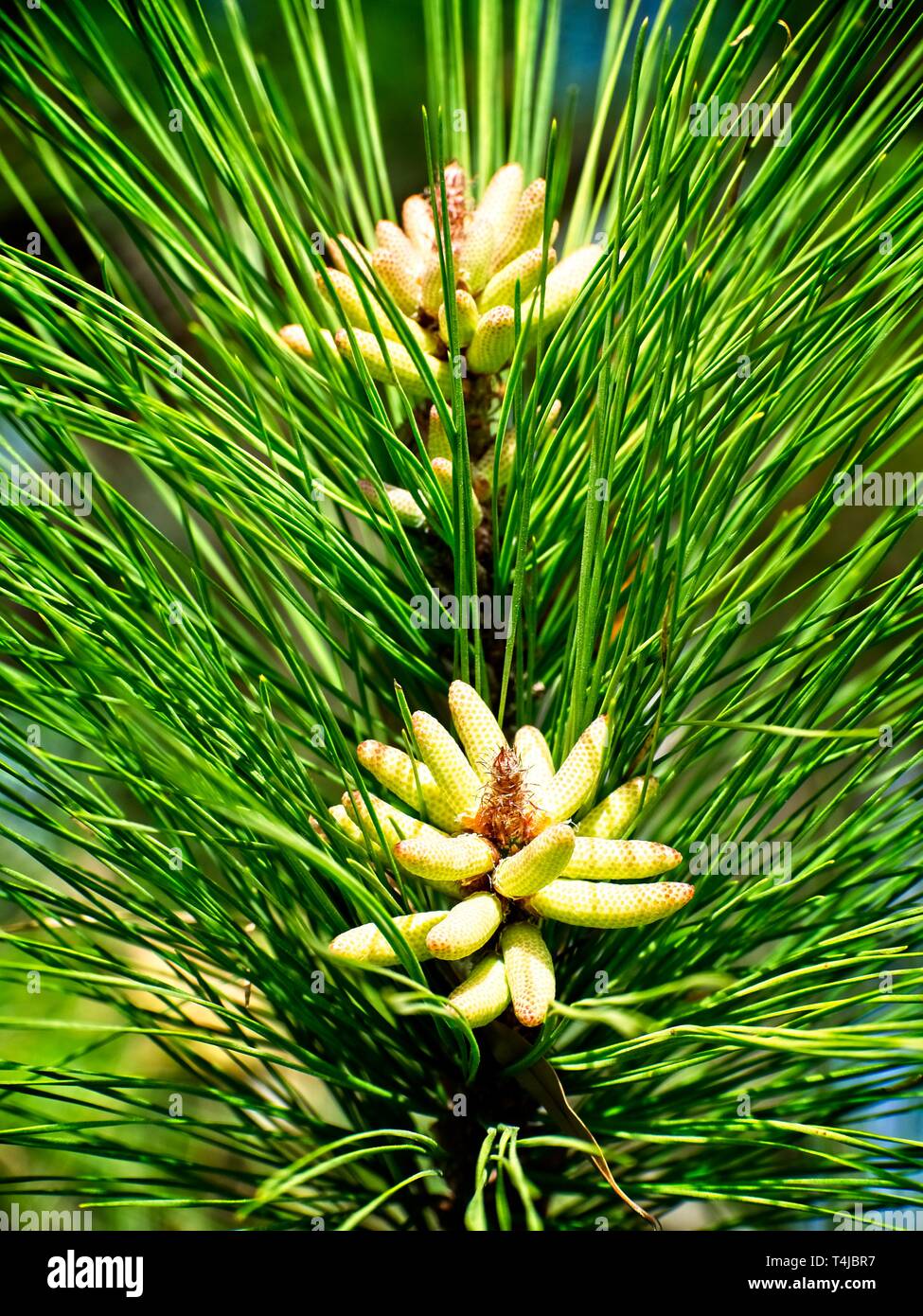 The Woodlands, TX USA - 02/17/2019  -  New Spring Pine Cones Stock Photo