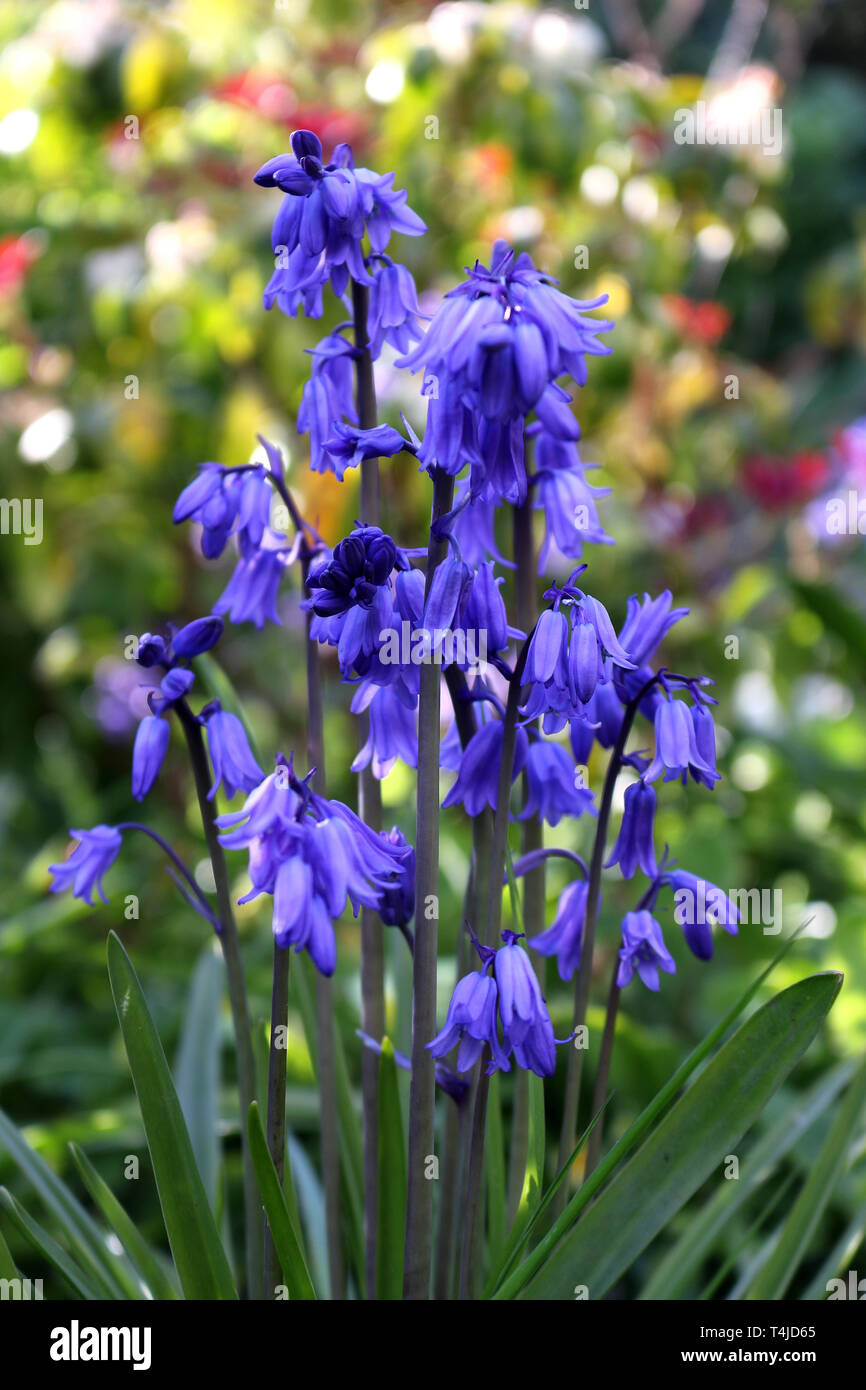 Spanish Bluebell or Hyacinthoides hispanica in a garden Stock Photo