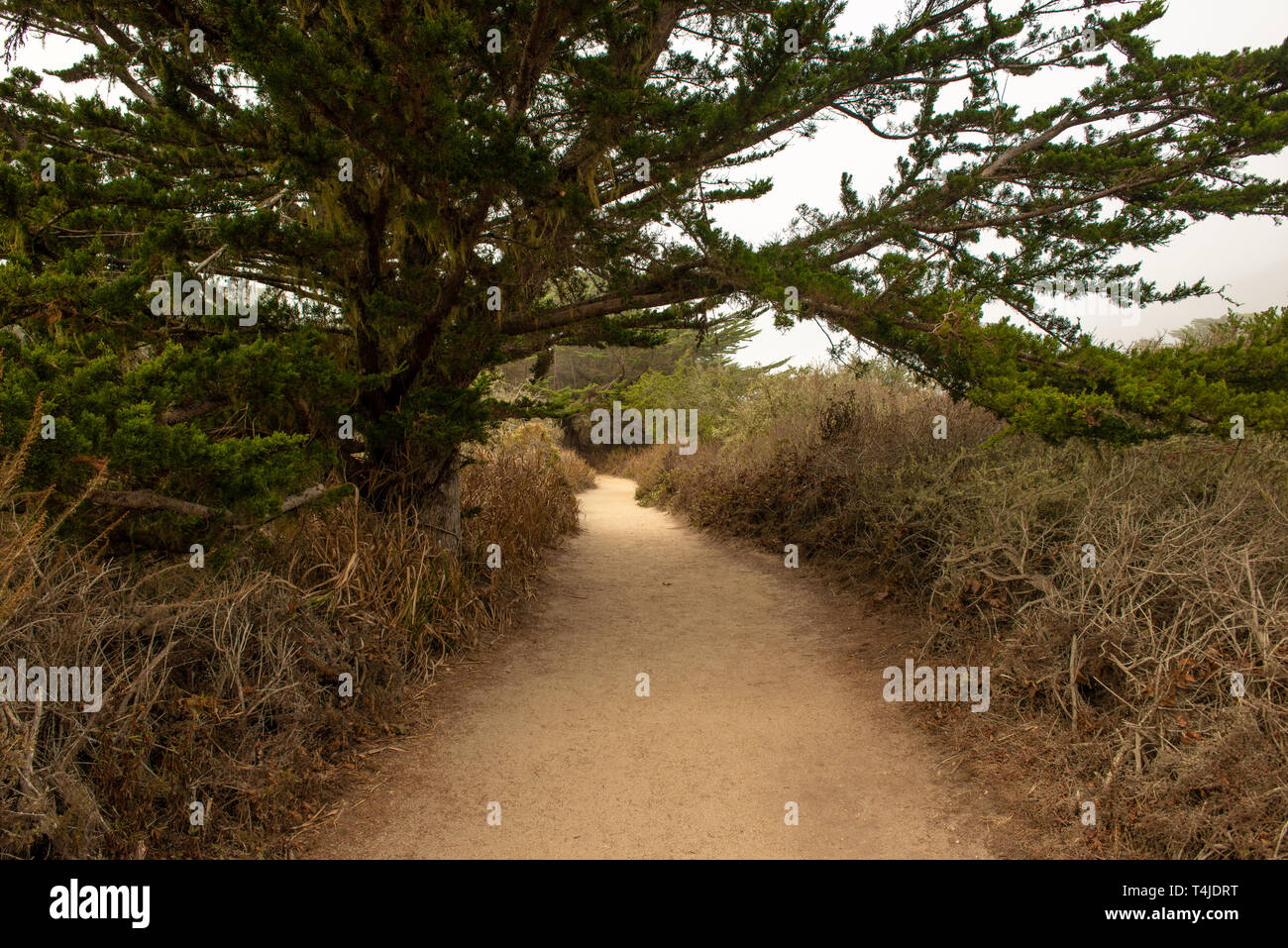 Point Lobos loop trail in Carmel California along the central coast. Stock Photo