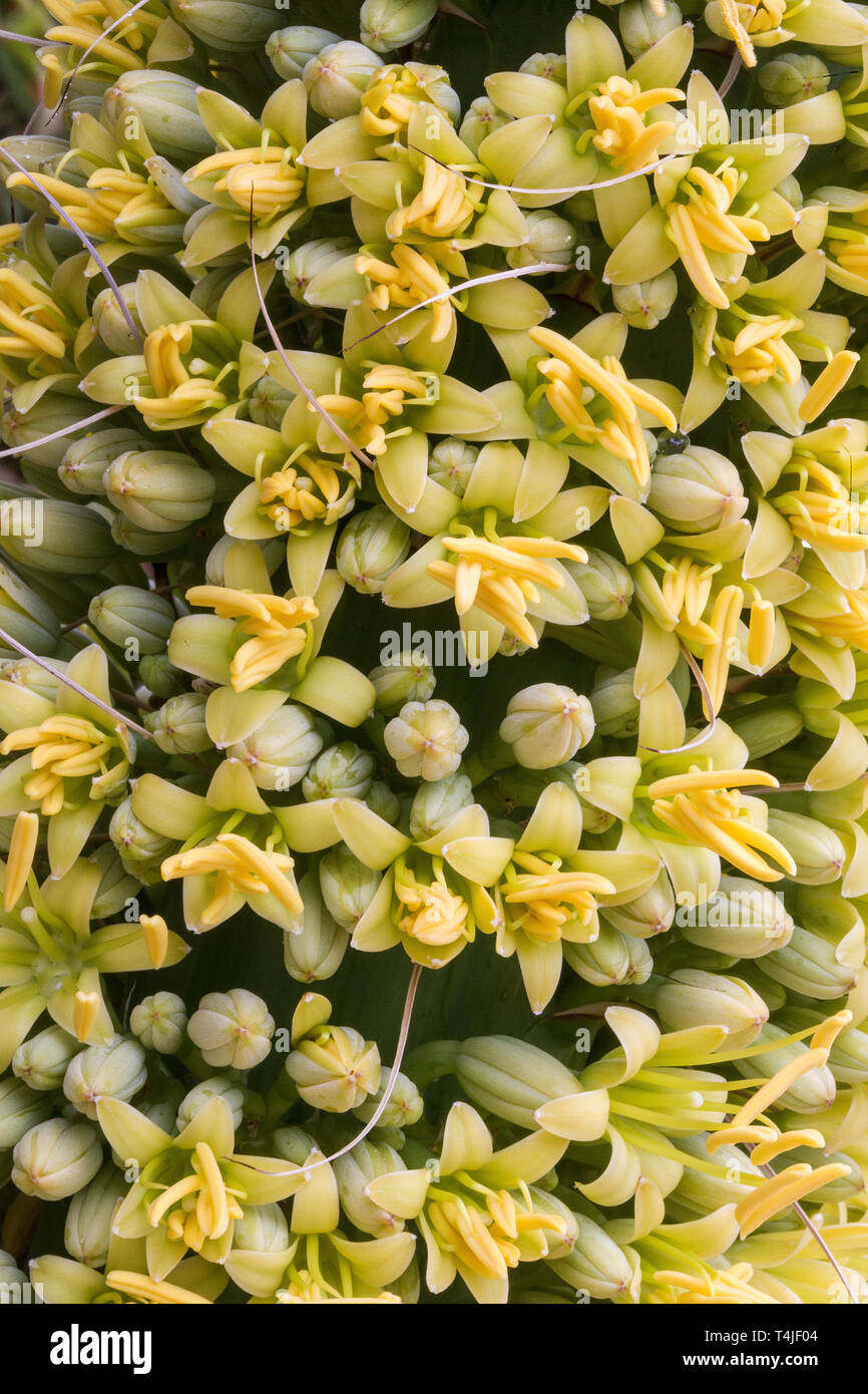 Agave with flowers hires stock photography and images Alamy