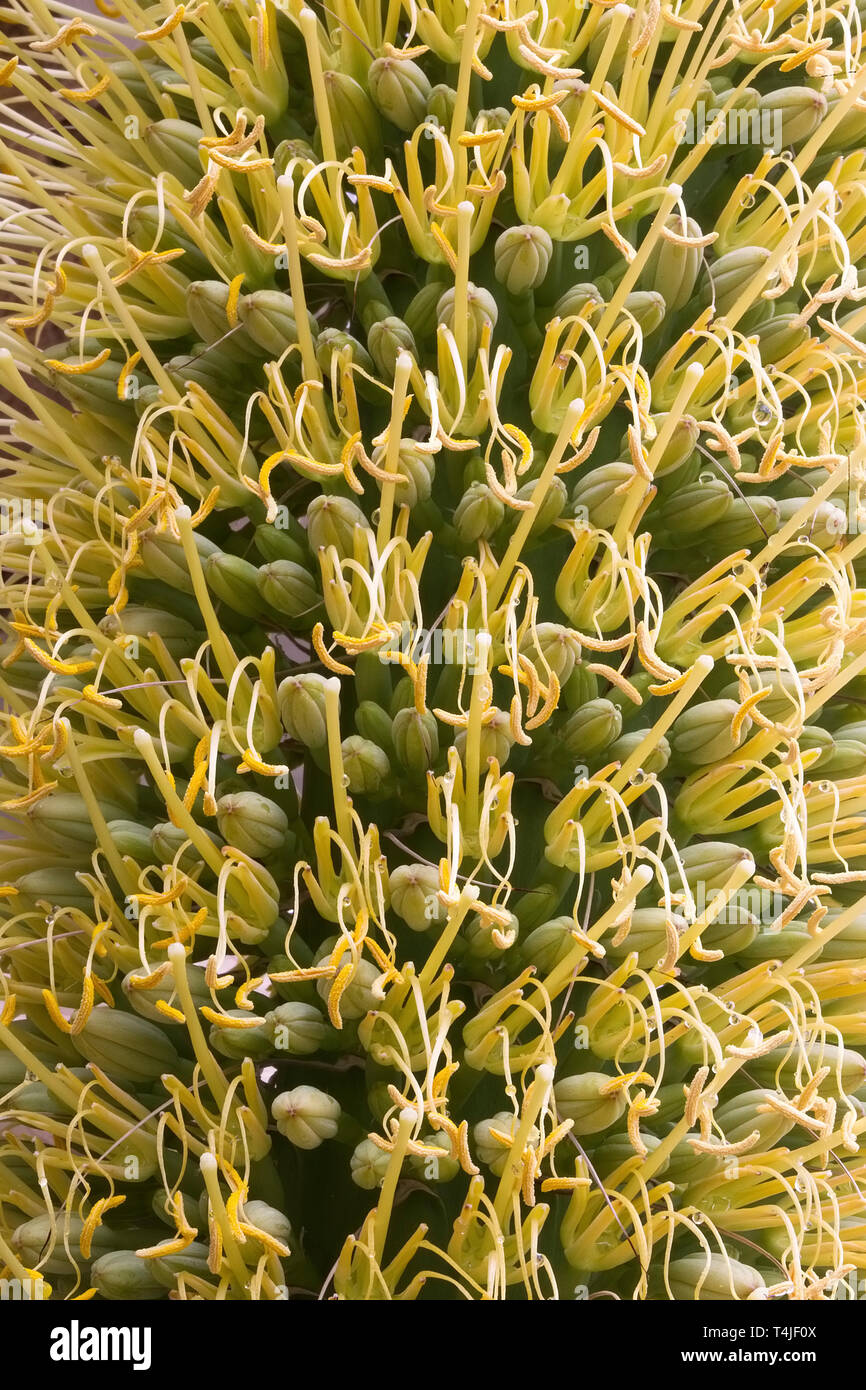 Agave with flowers hires stock photography and images Alamy