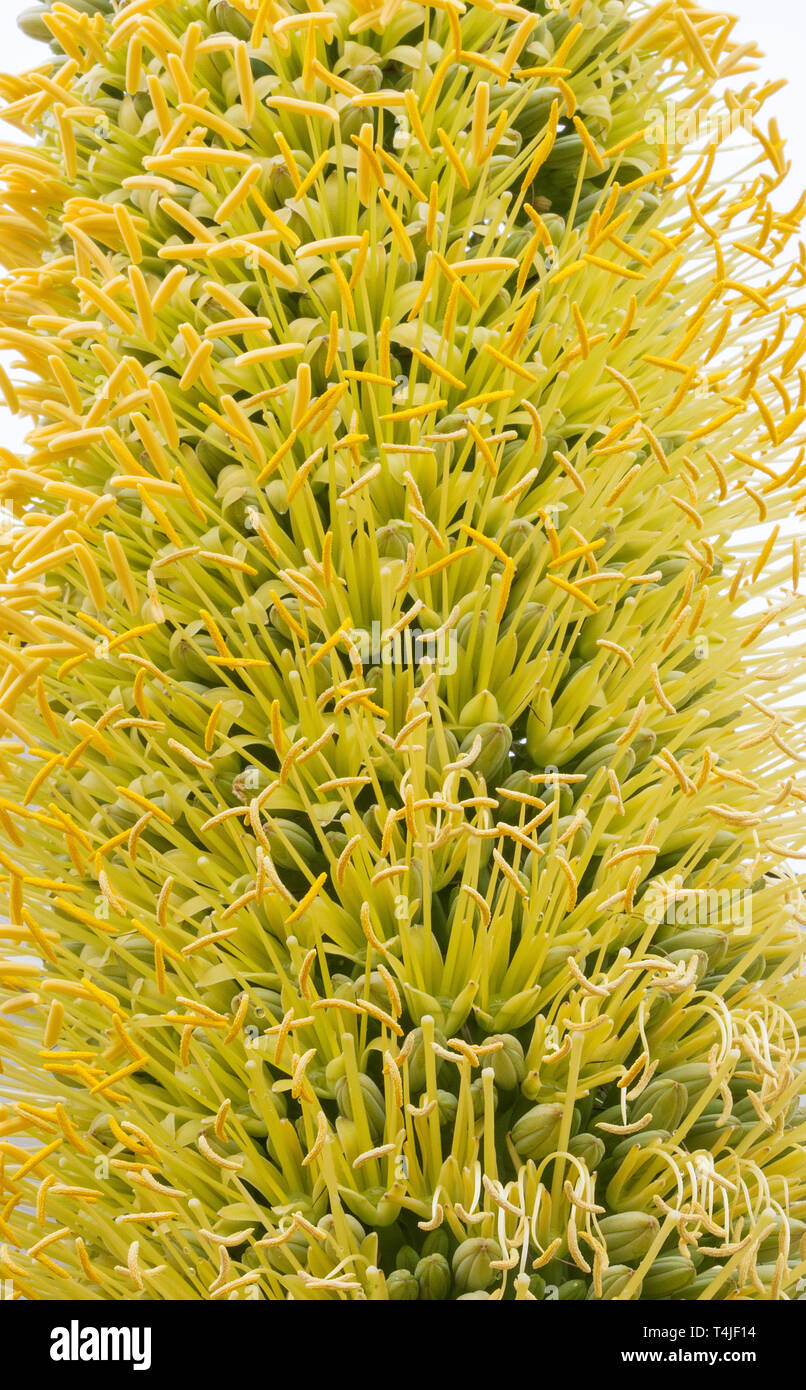 Agave with flowers hires stock photography and images Alamy