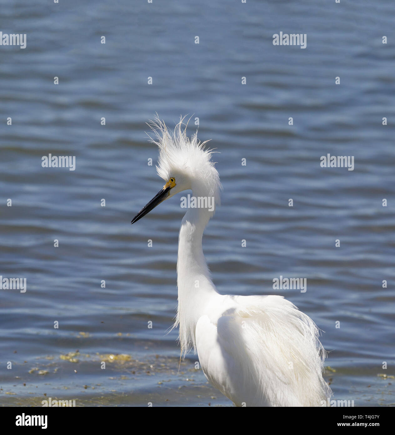 Snowy Egret Bad Hair Day Stock Photo