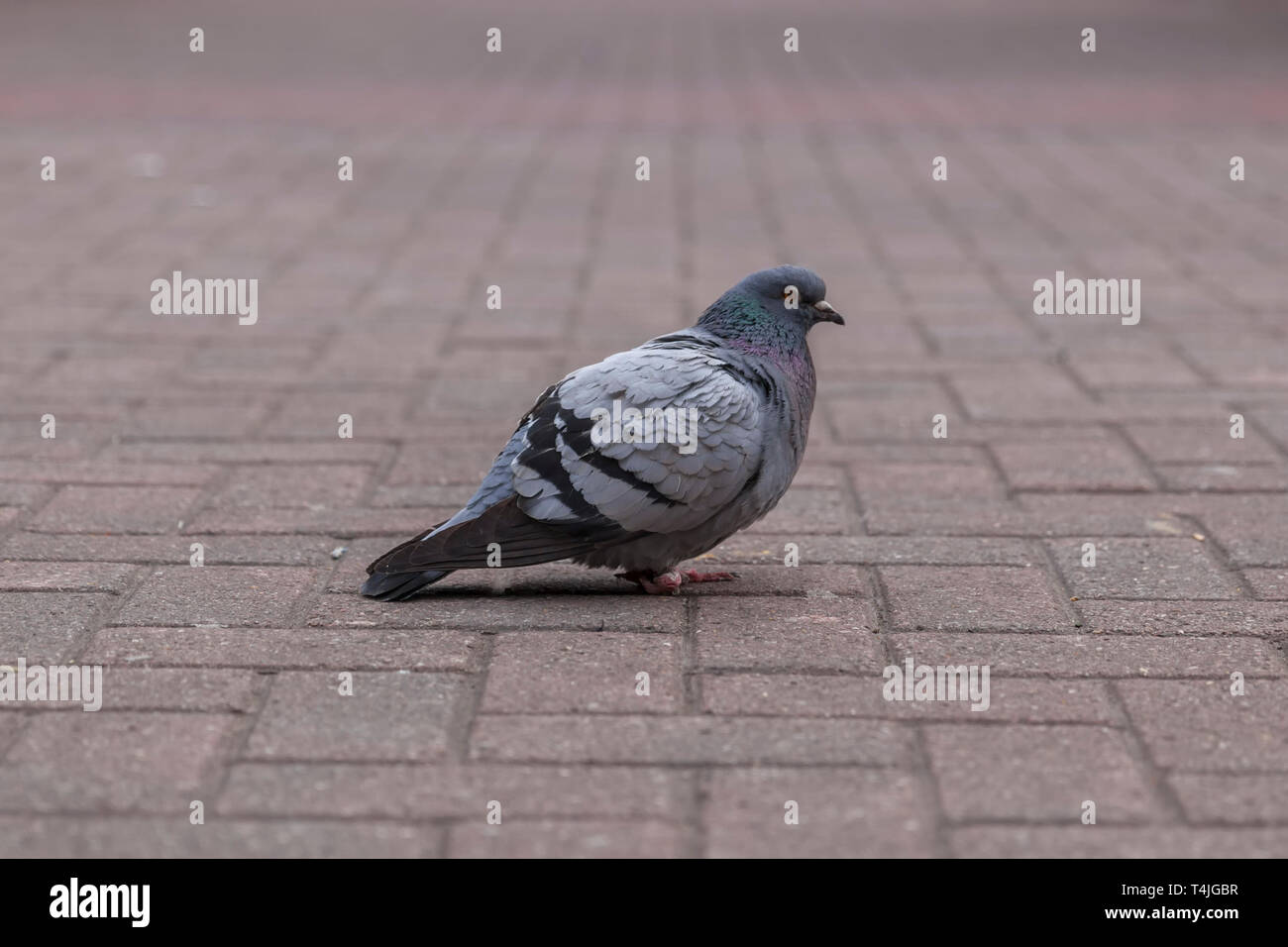 Pigeon at Leeds City Market in Yorkshire ,UK Stock Photo