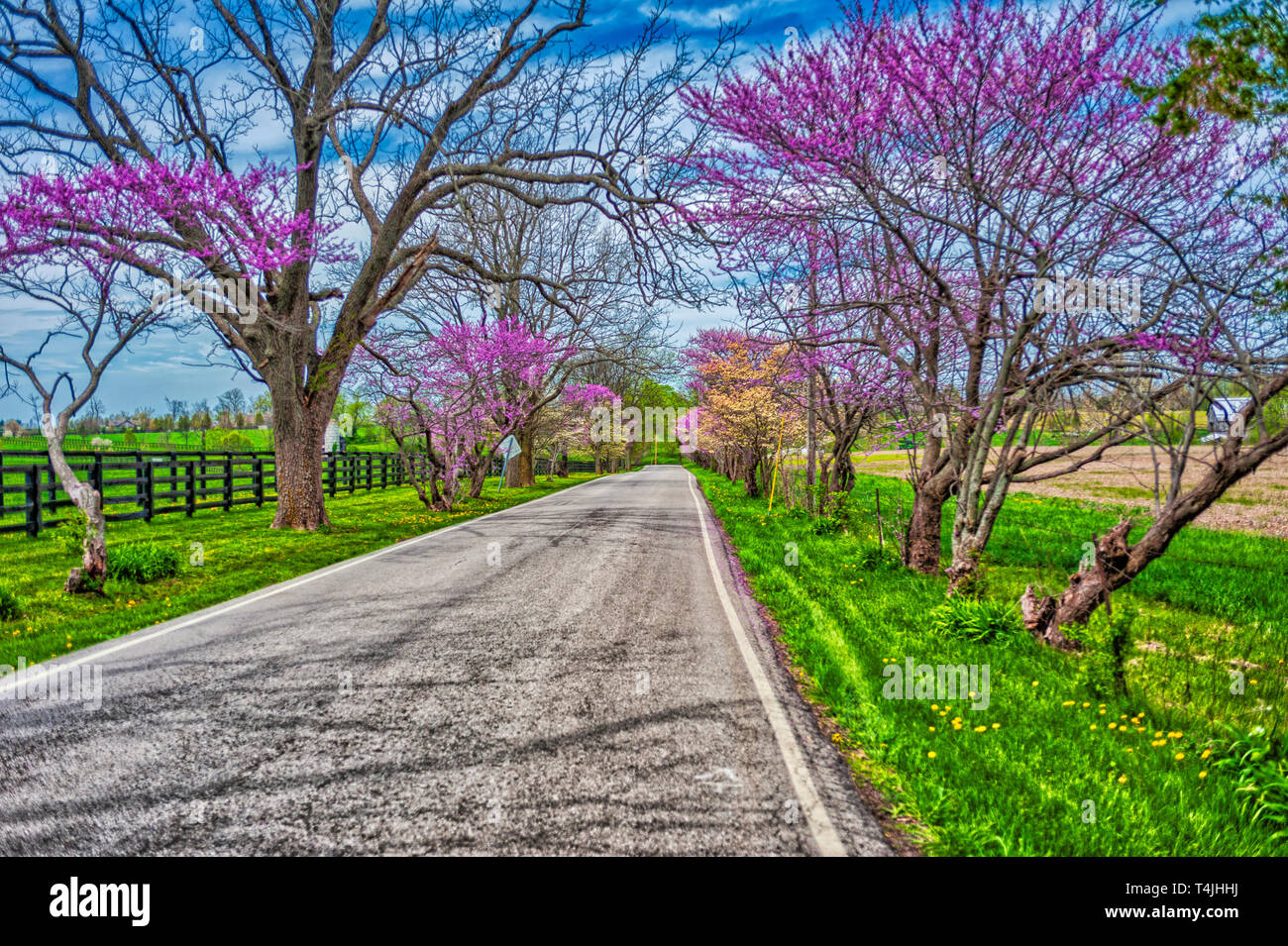Redbud trees at springtime in Woodford County Kentucky Stock Photo Alamy