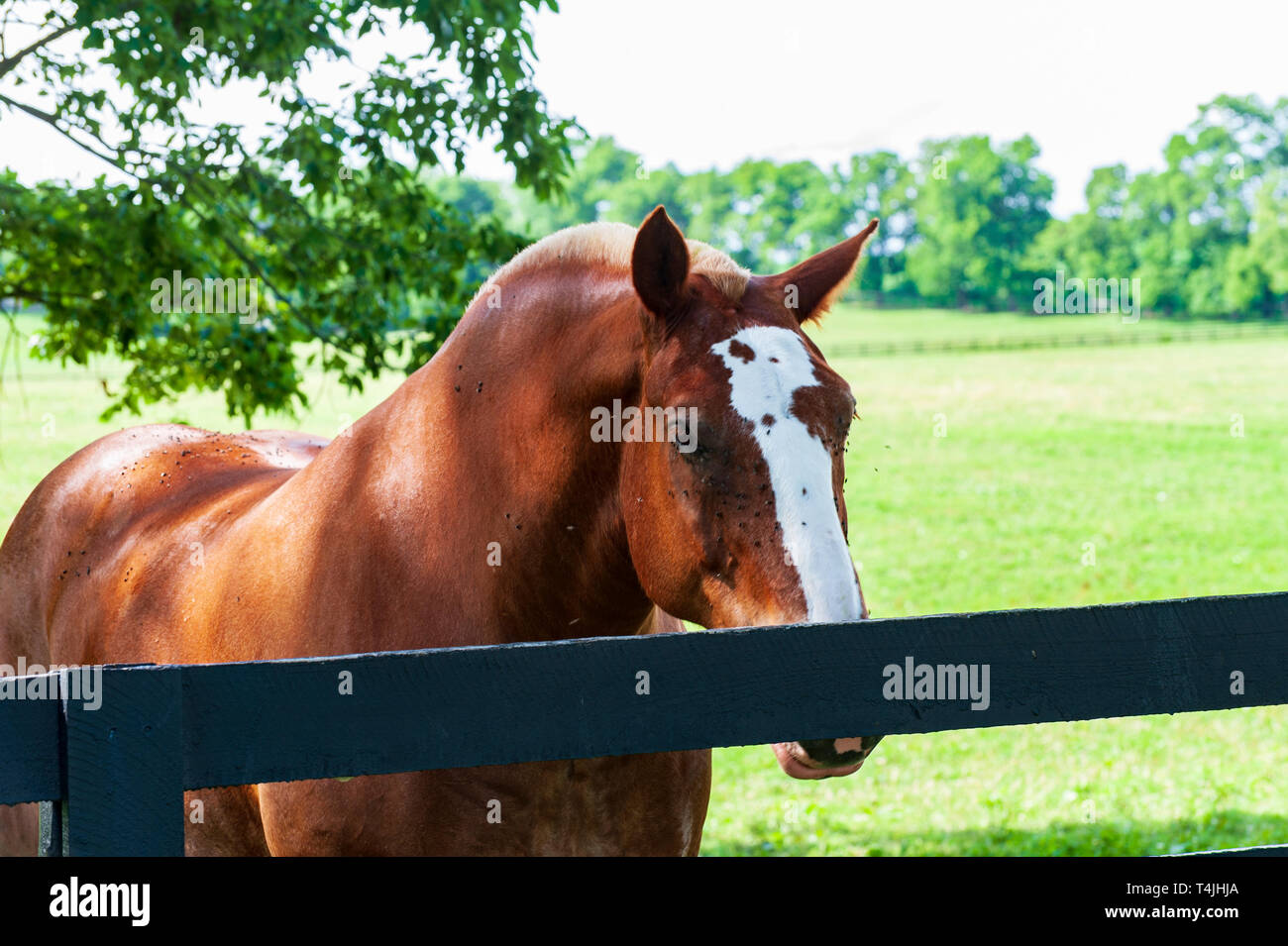 Belgian Draft Horse Stock Photo Alamy